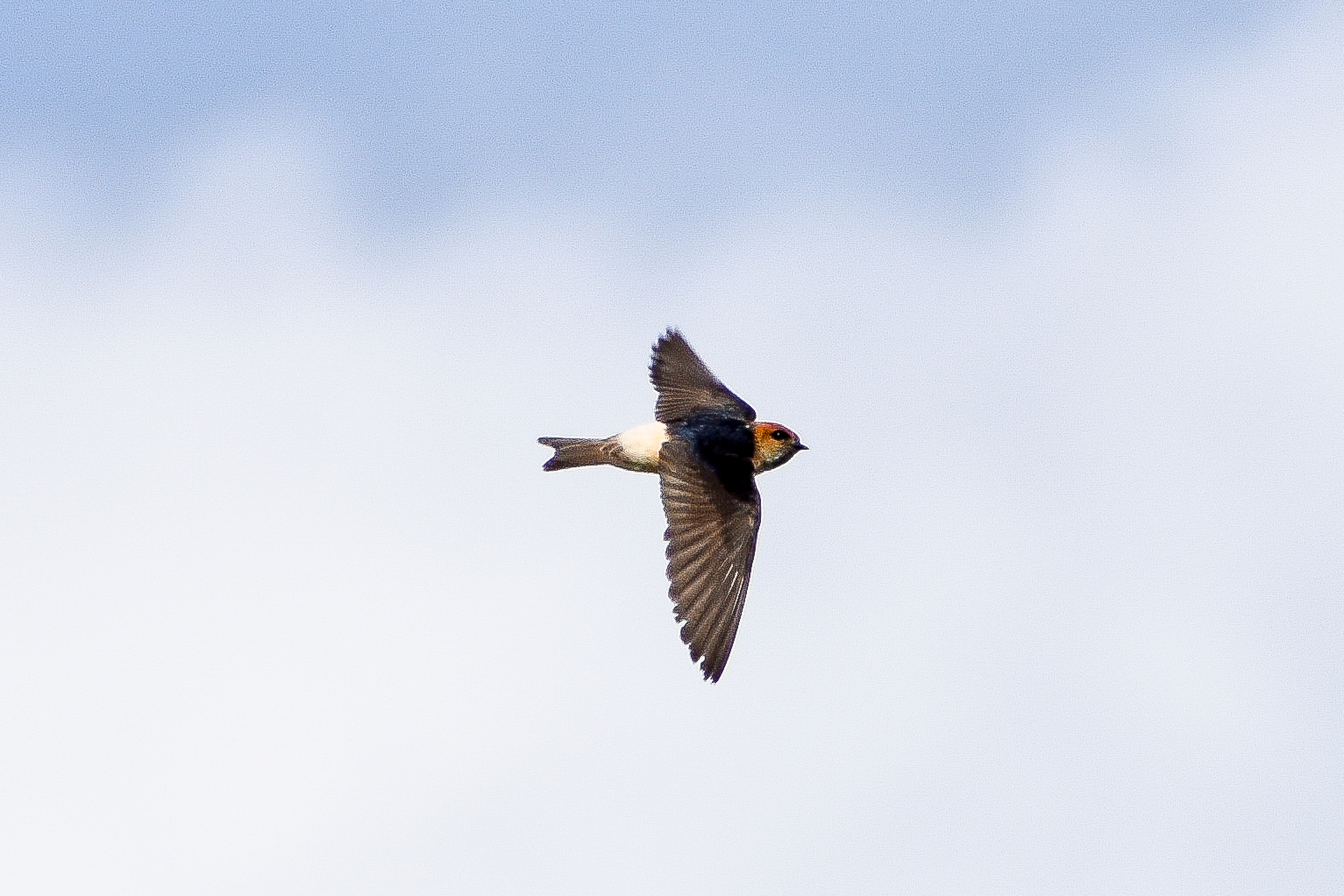 Fairy Martin (Petrochelidon ariel)