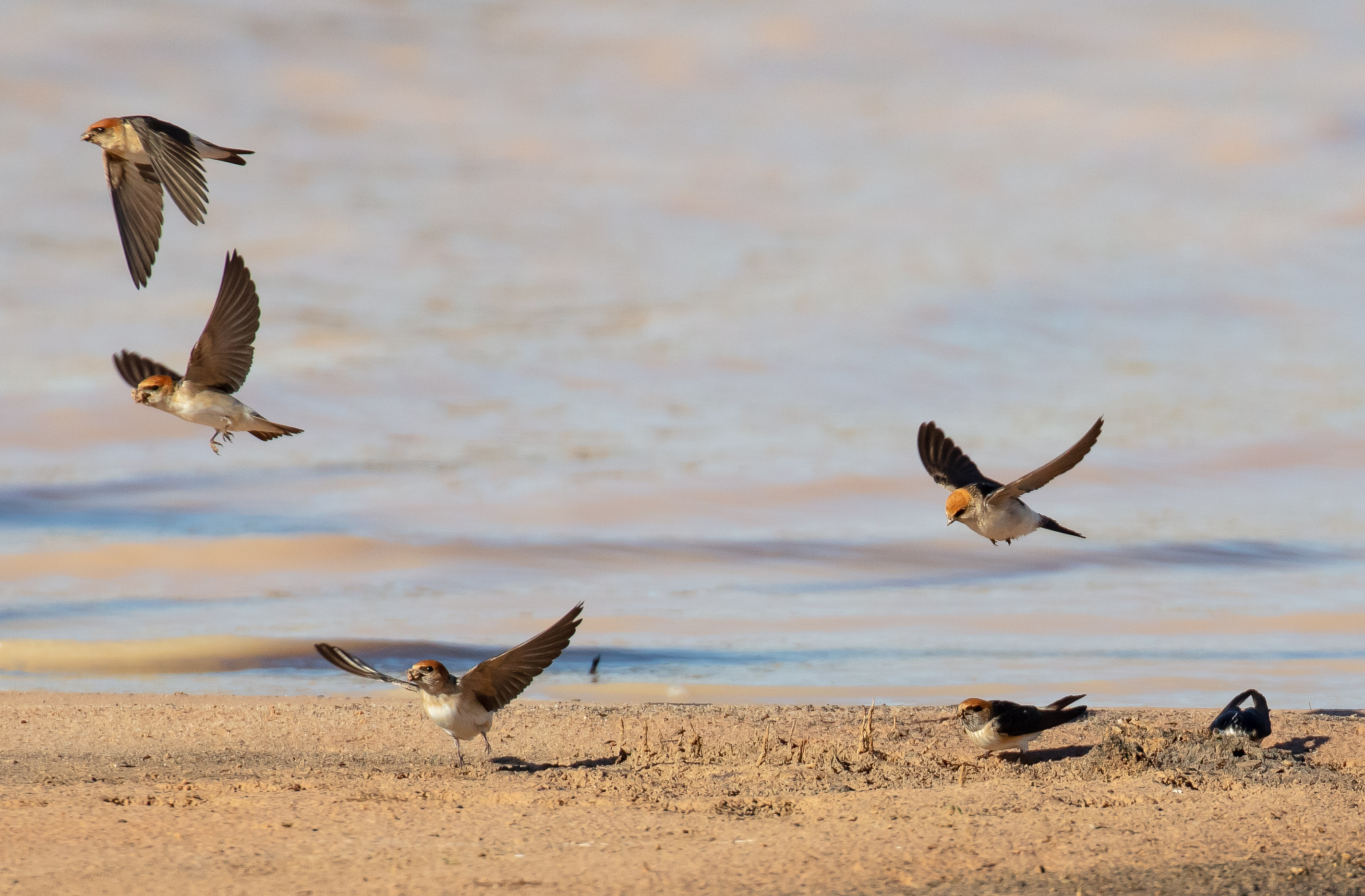 Fairy Martins collecting mud for their nests