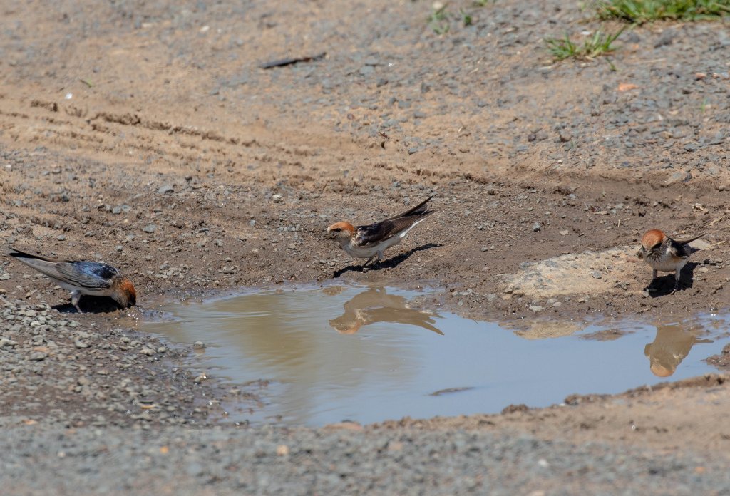 Fairy Martins collecting mud