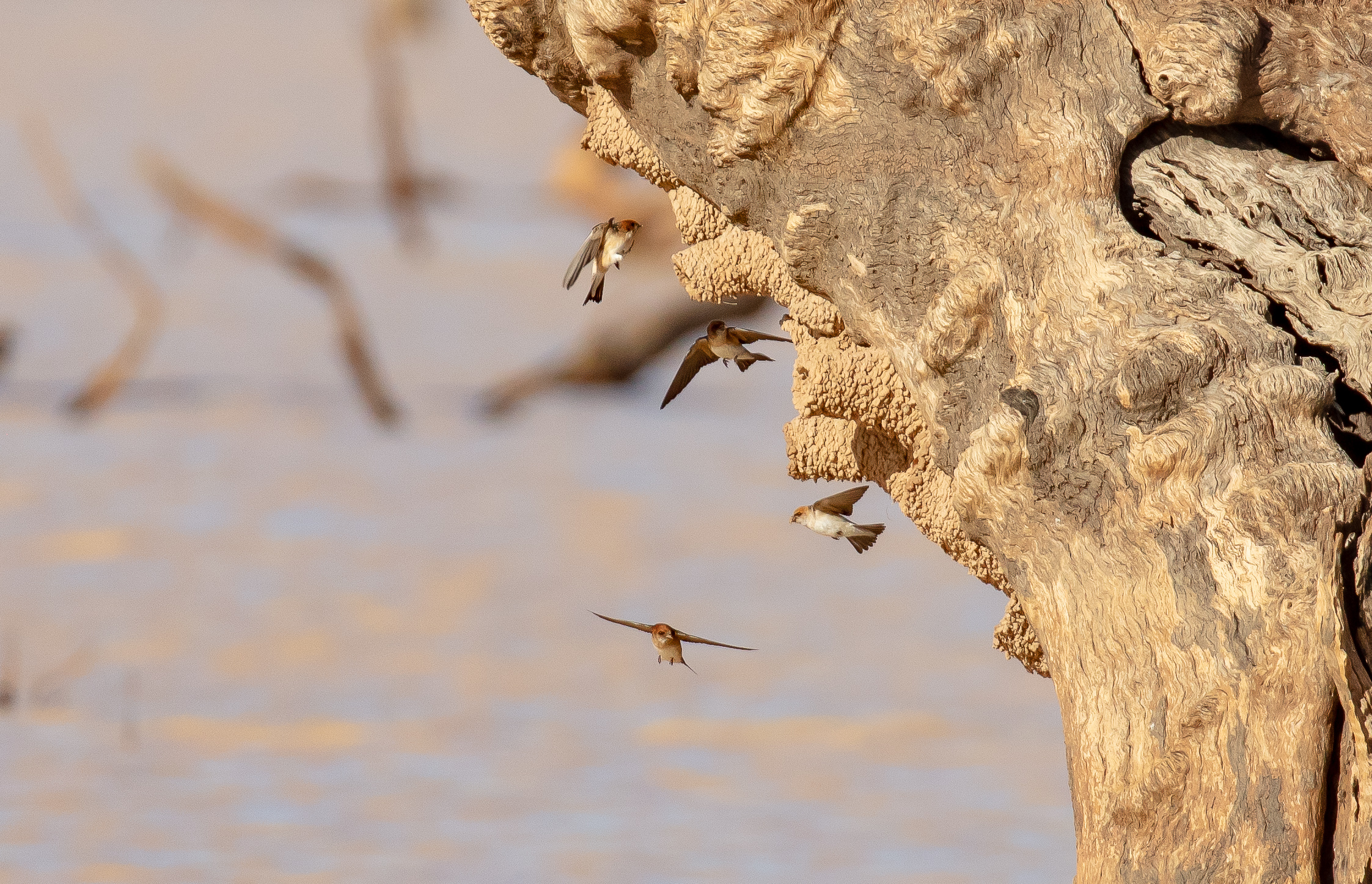 Fairy Martins nestbuilding