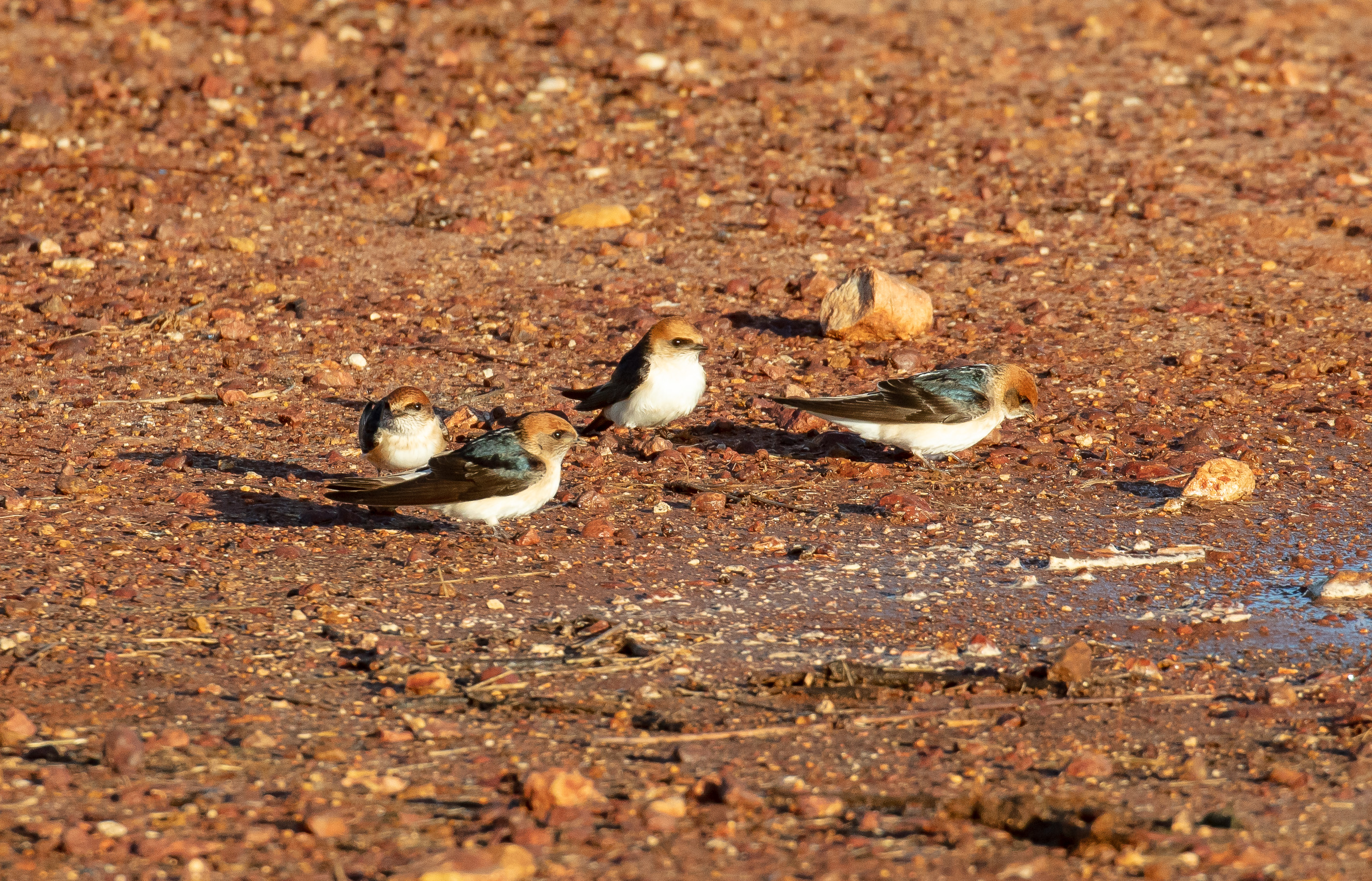 Fairy Martins