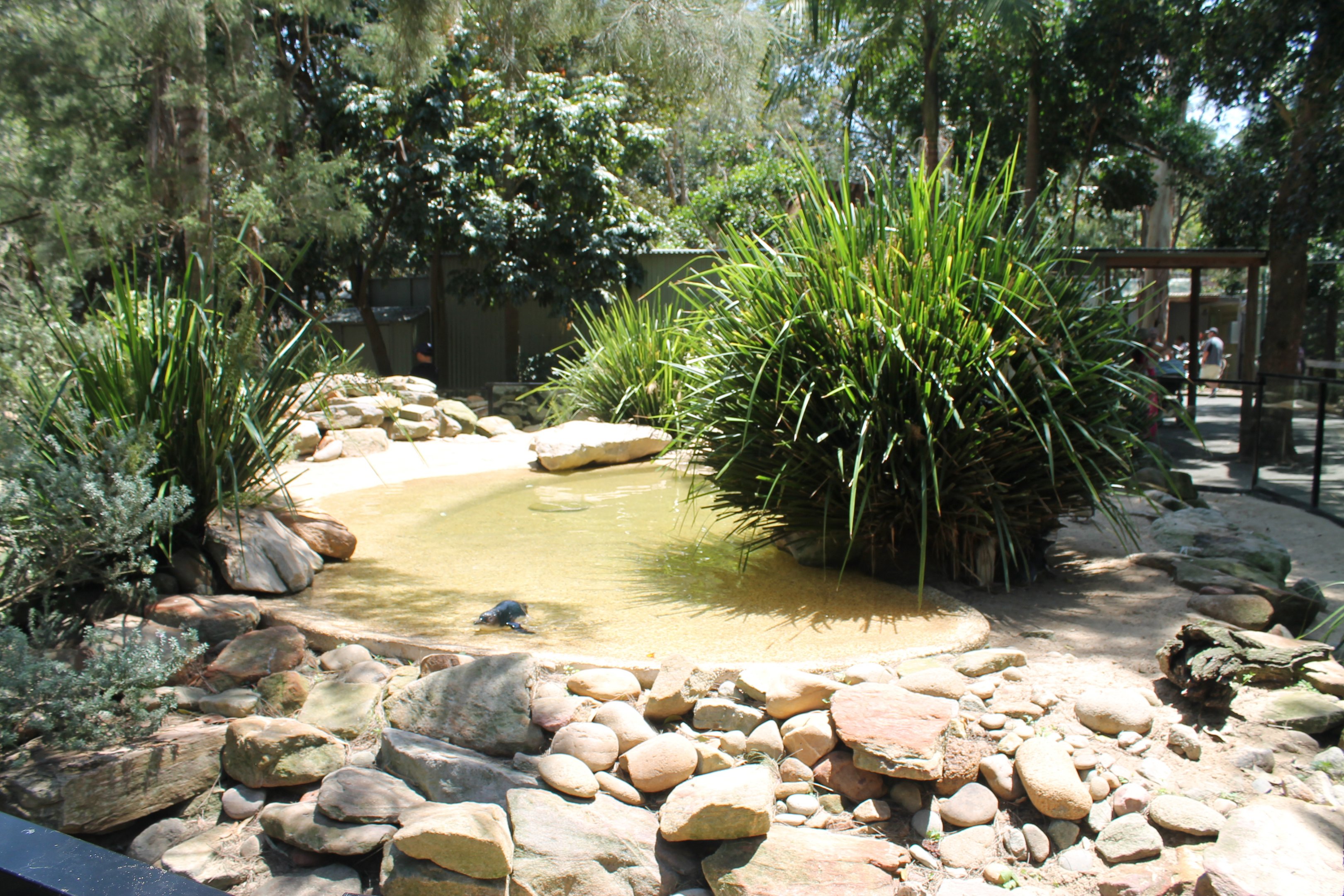 Fairy Penguin enclosure