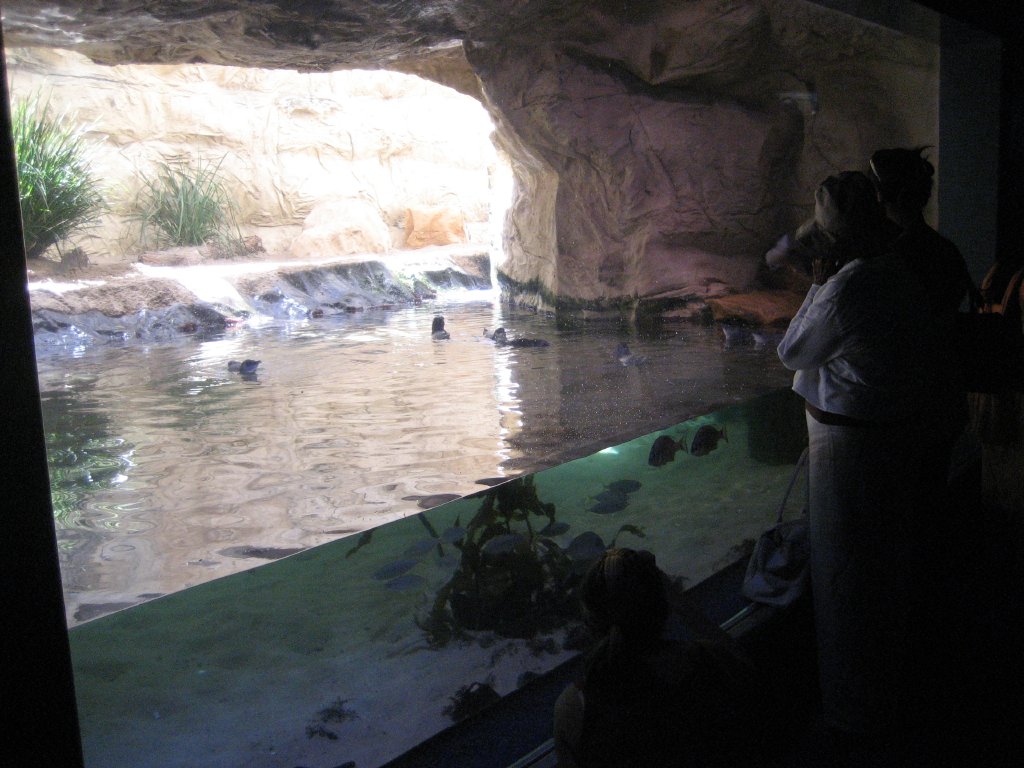 Fairy Penguin exhibit