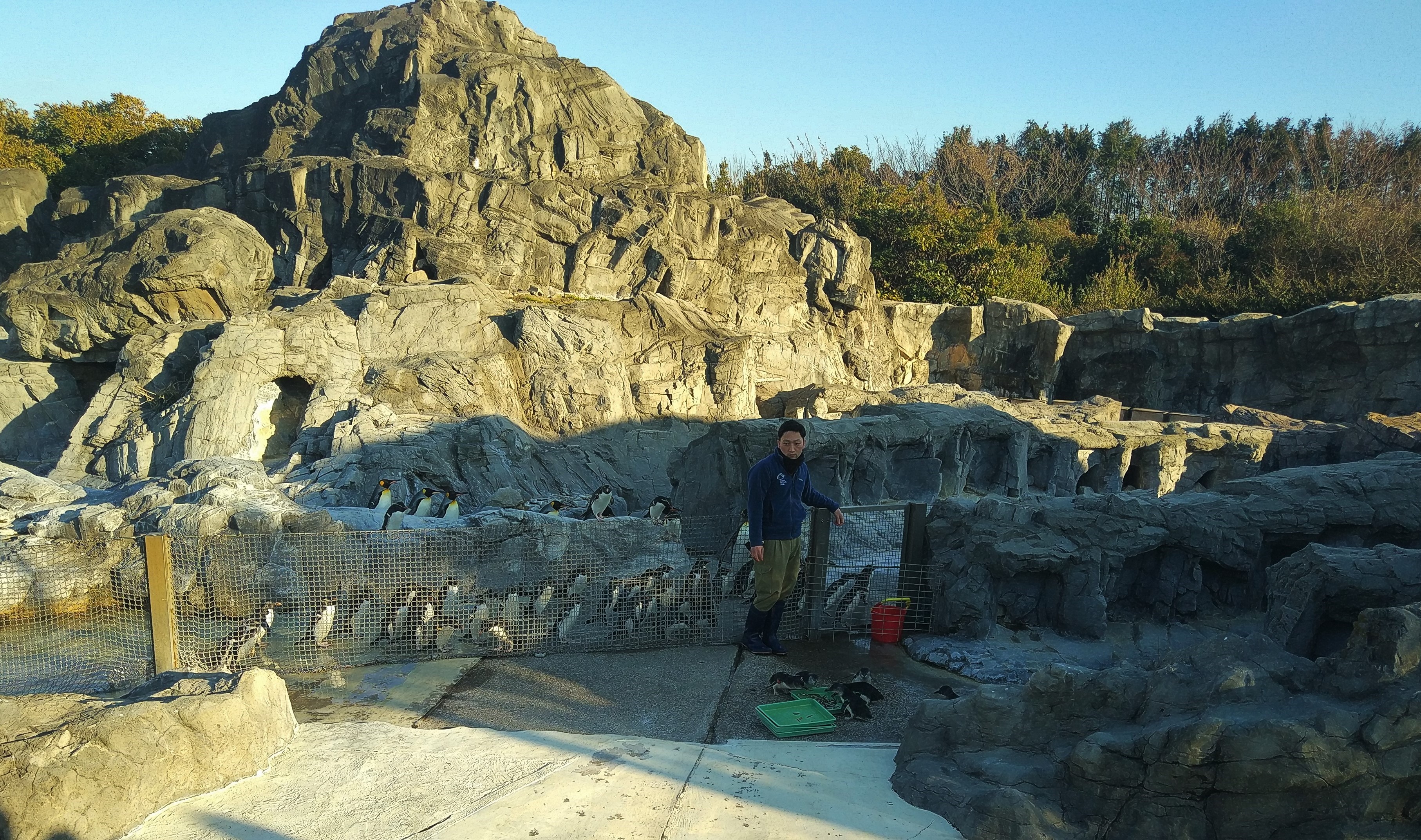 Fairy Penguin Feeding with Spectators