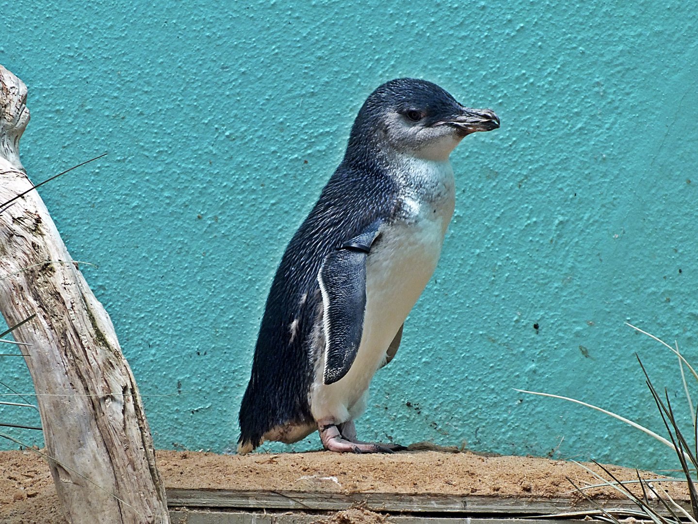 Fairy penguin