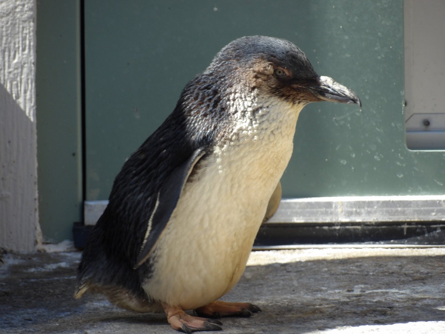 Fairy Penguin