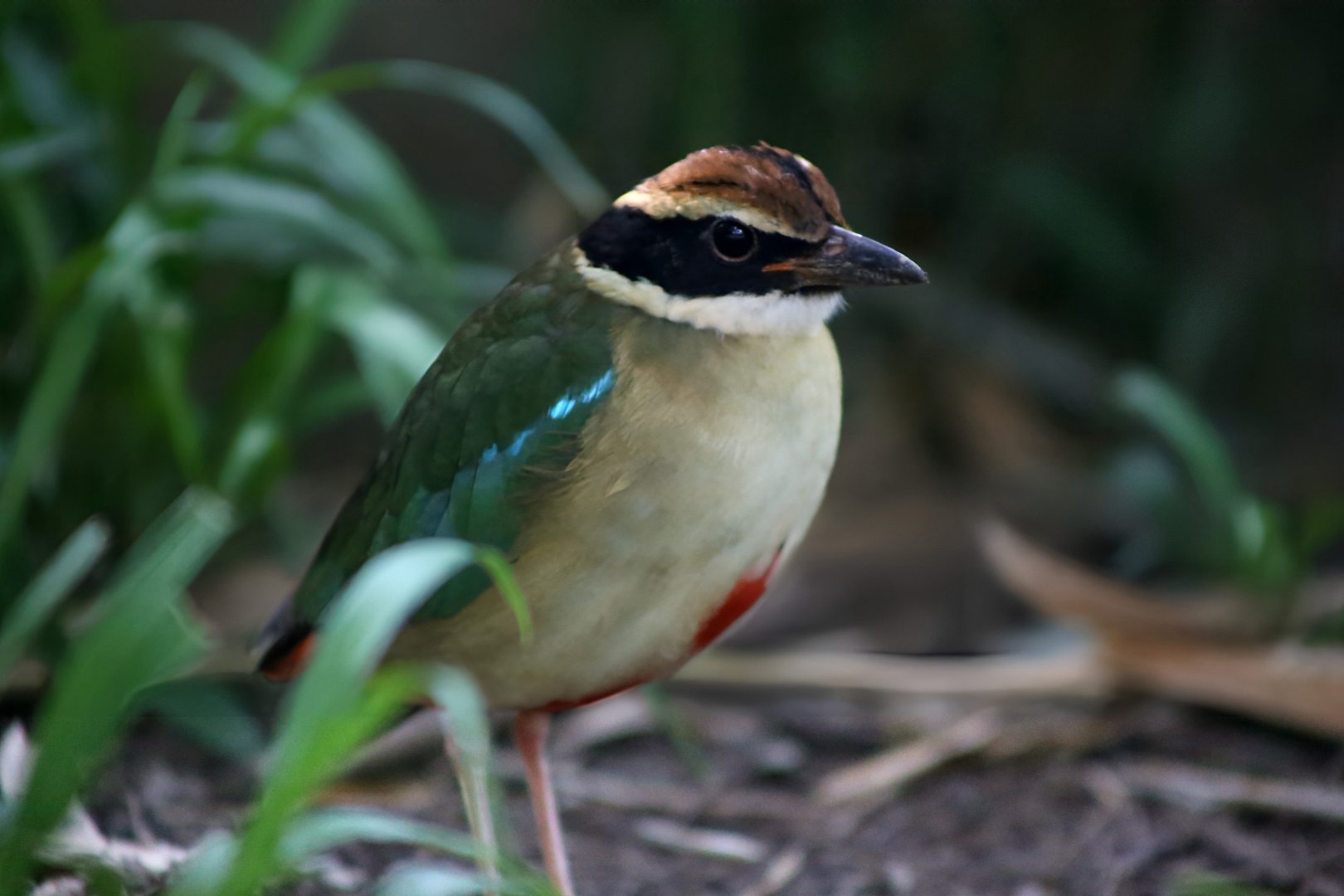 Fairy Pitta (Pitta nympha)