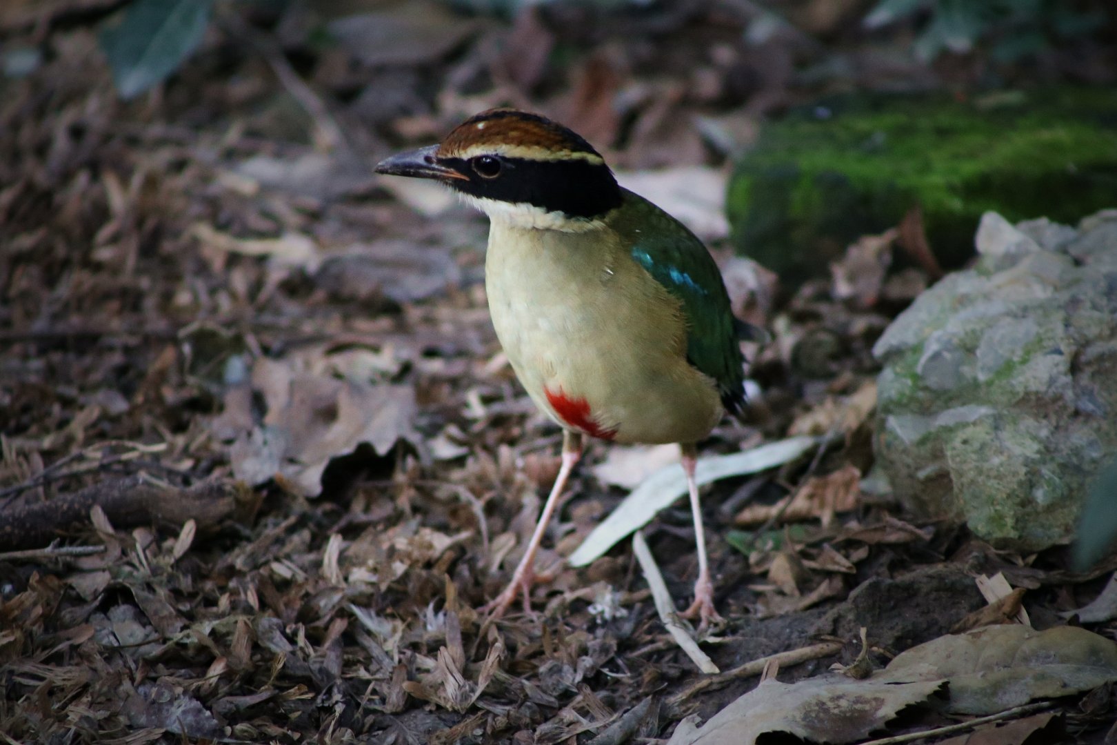 Fairy Pitta (Pitta nympha)