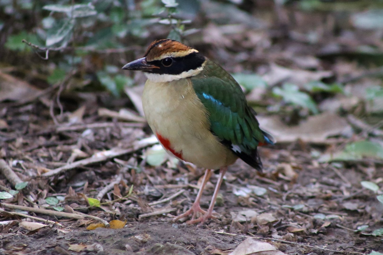 Fairy Pitta (Pitta nympha)