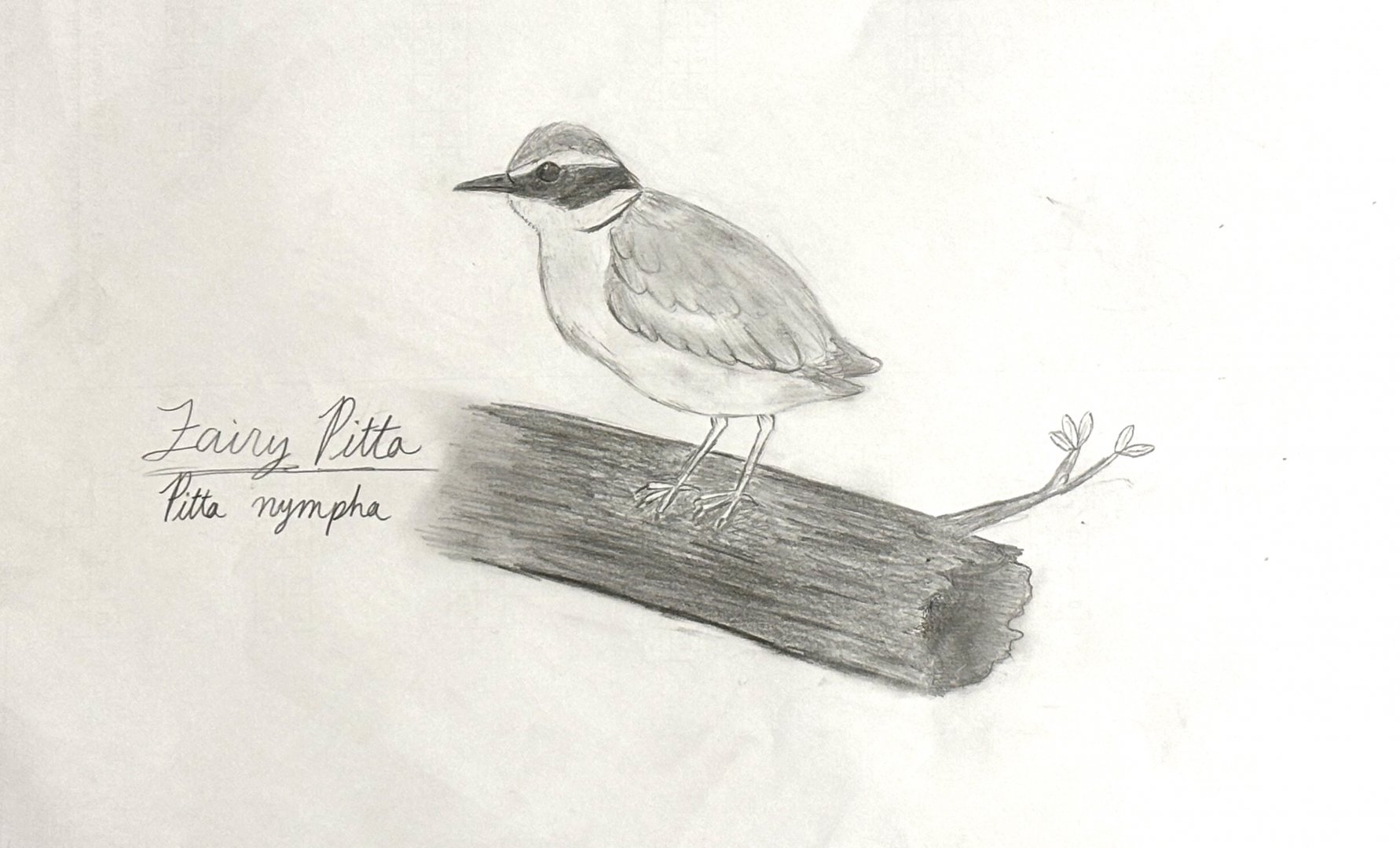 Fairy Pitta sketch
