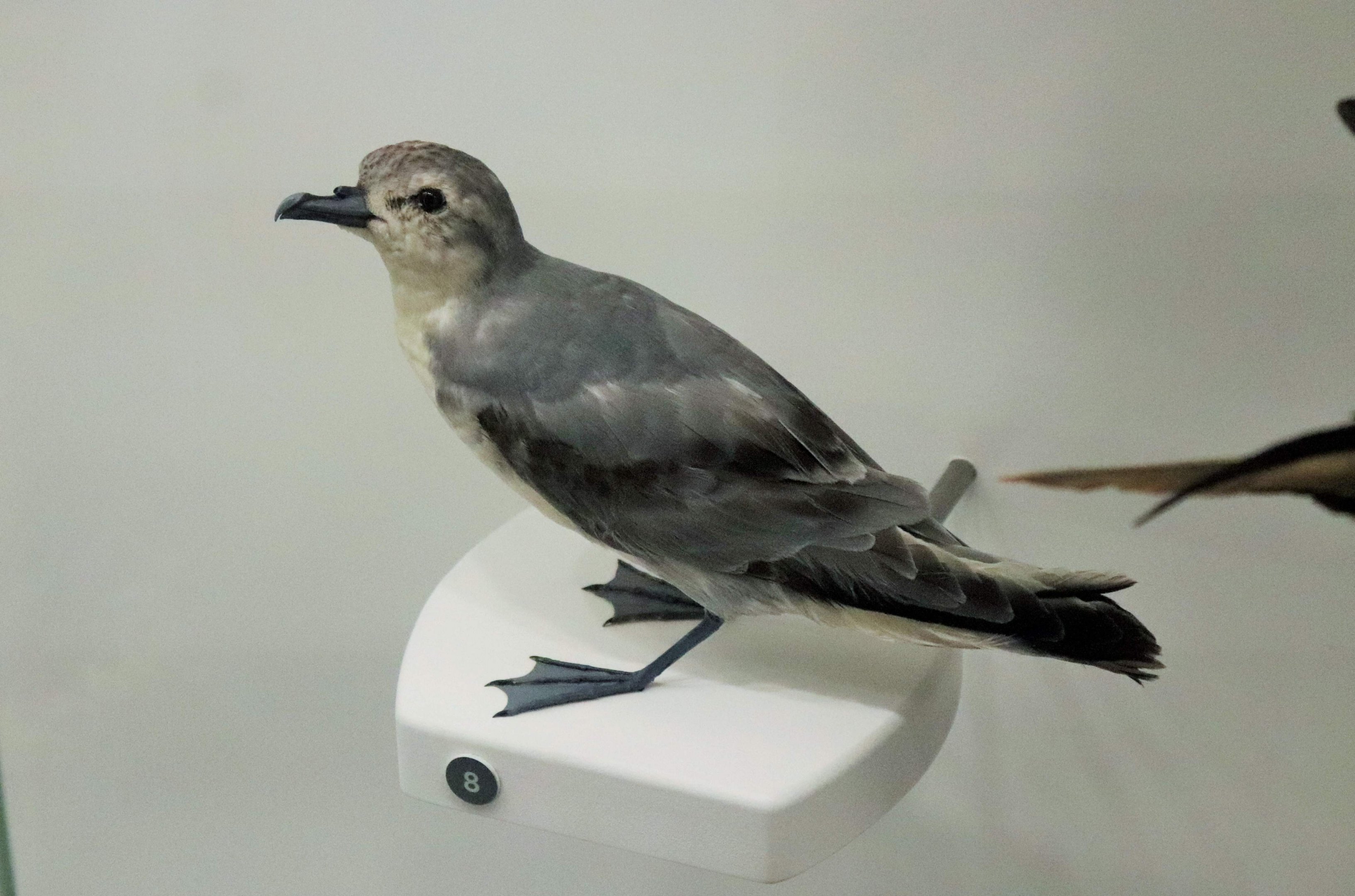 Fairy Prion (Pachyptila turtur)