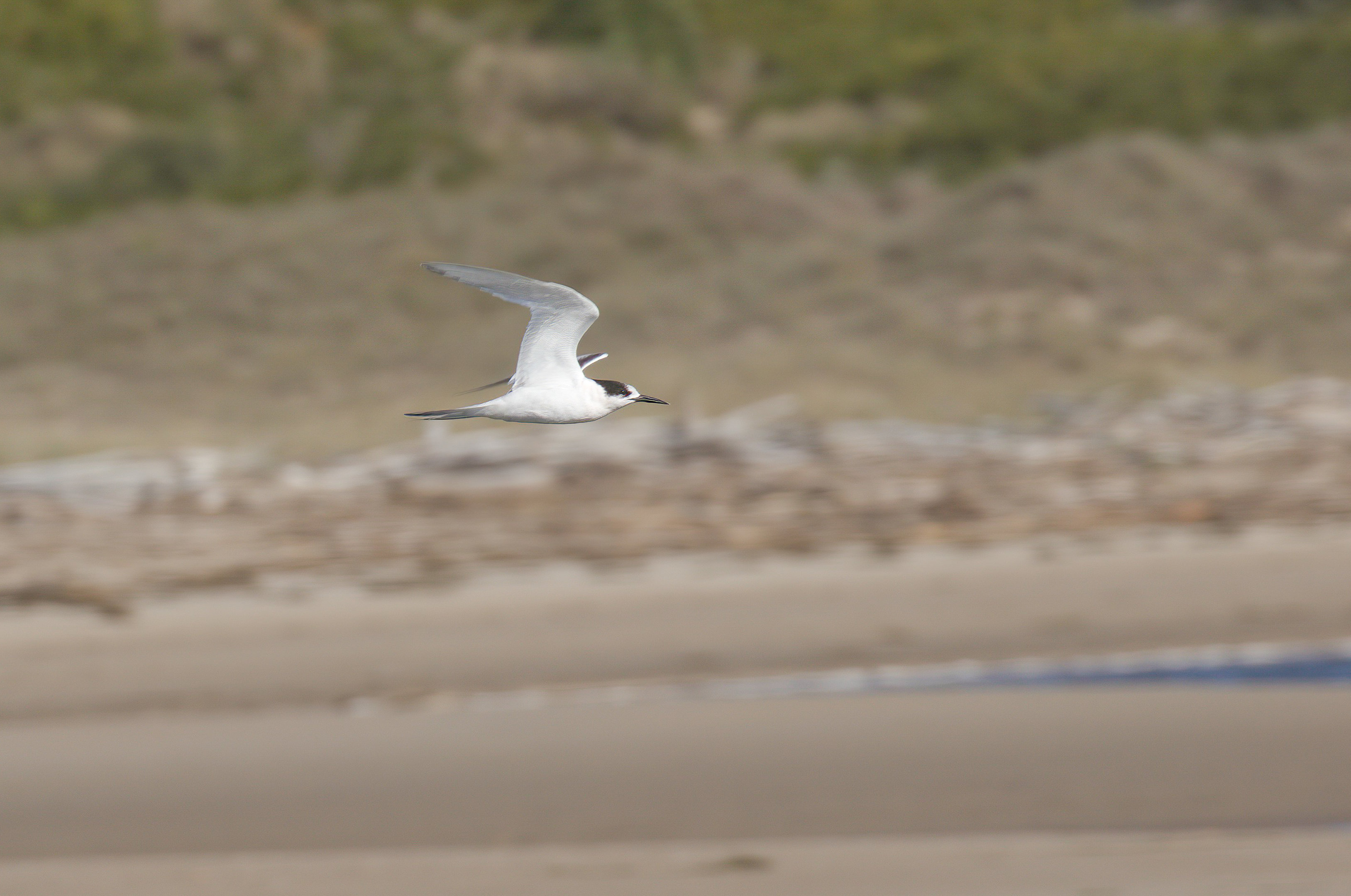 Fairy Tern