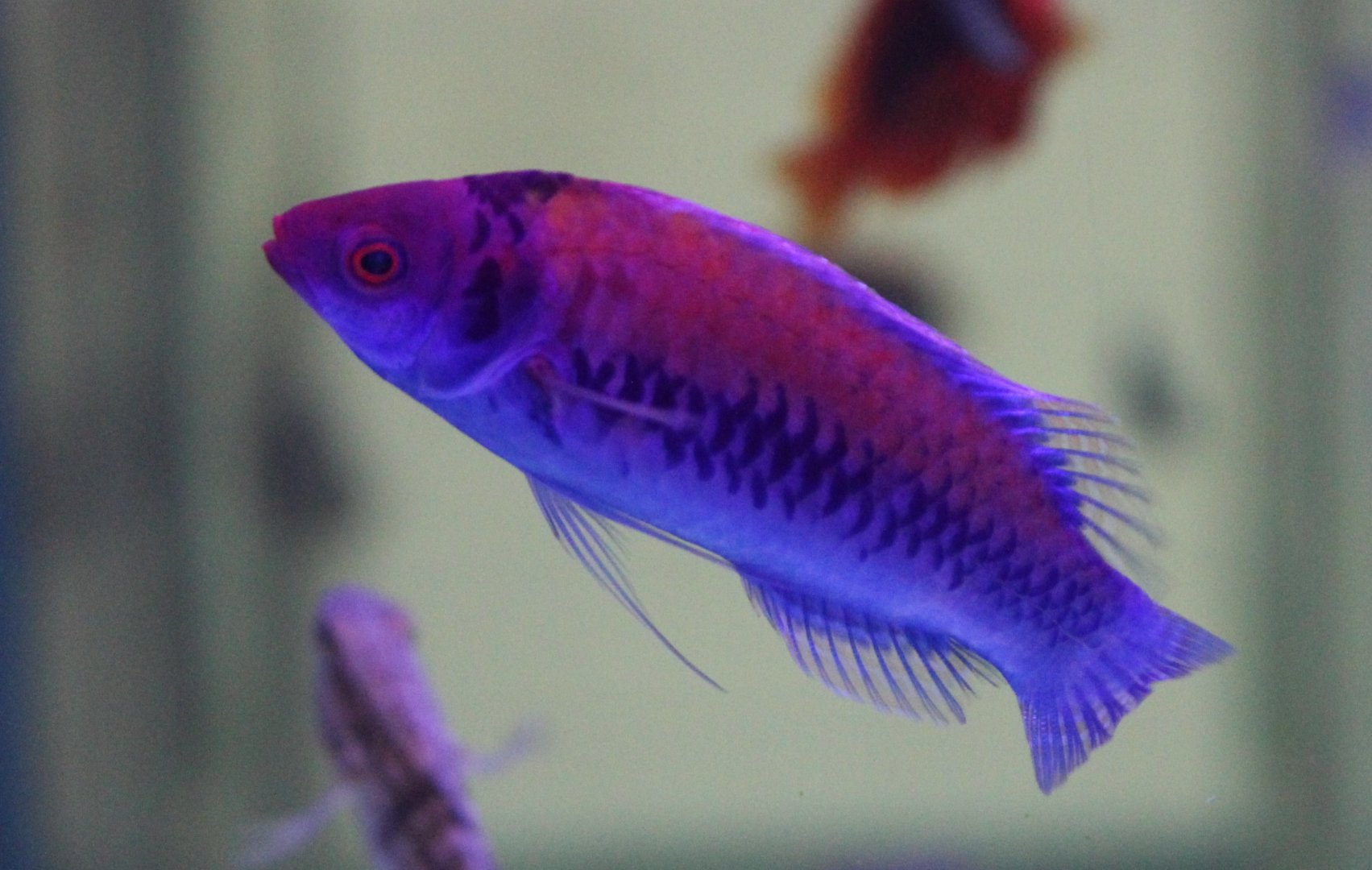 Fairy wrasse - Cirrhilabrus species ID