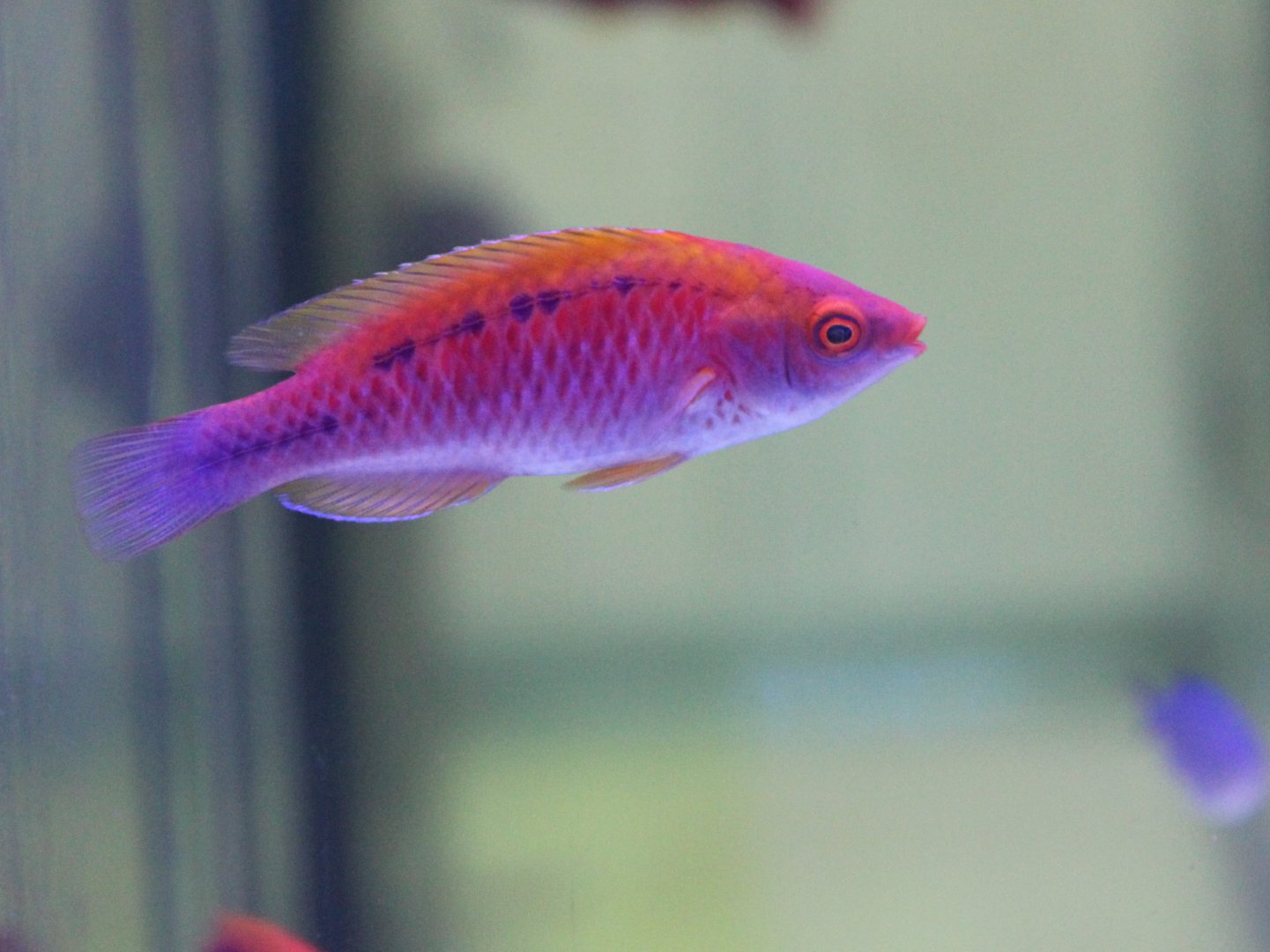 Fairy wrasse - Cirrhilabrus species ID