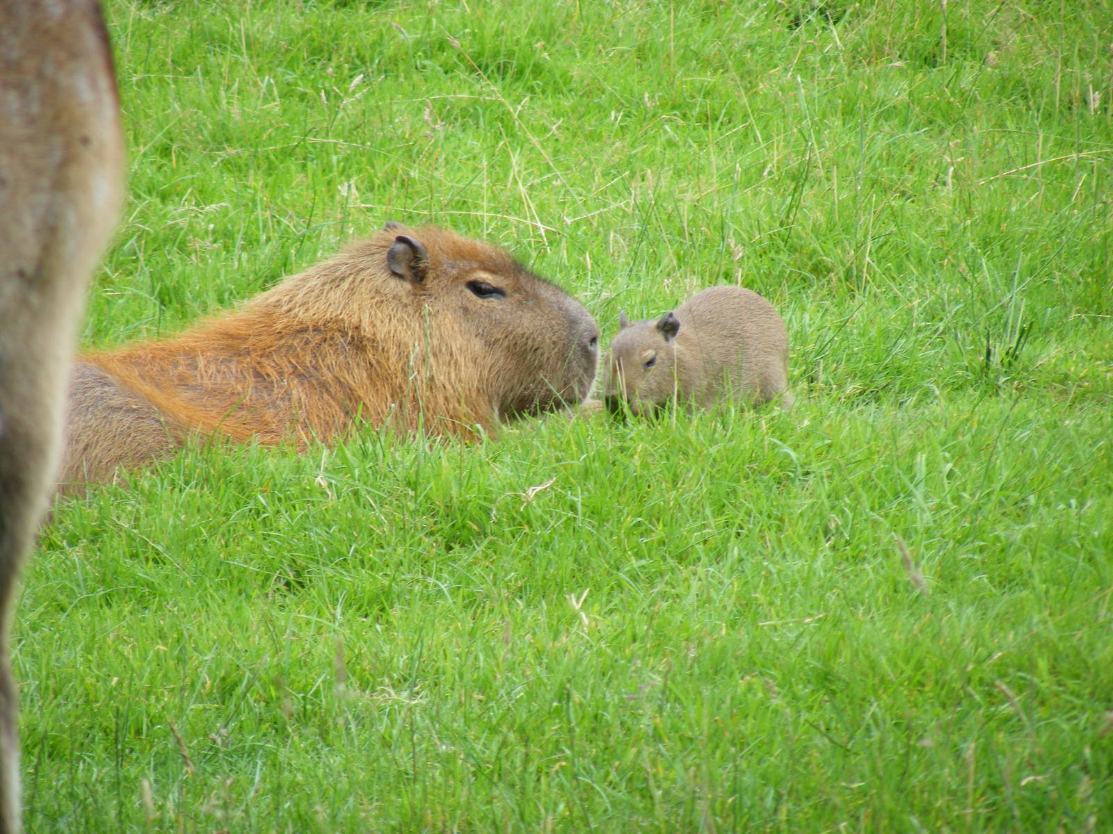 Fajita the capybara with either Burrito or Chimicanga at Dartmoor Zoo, 31 J