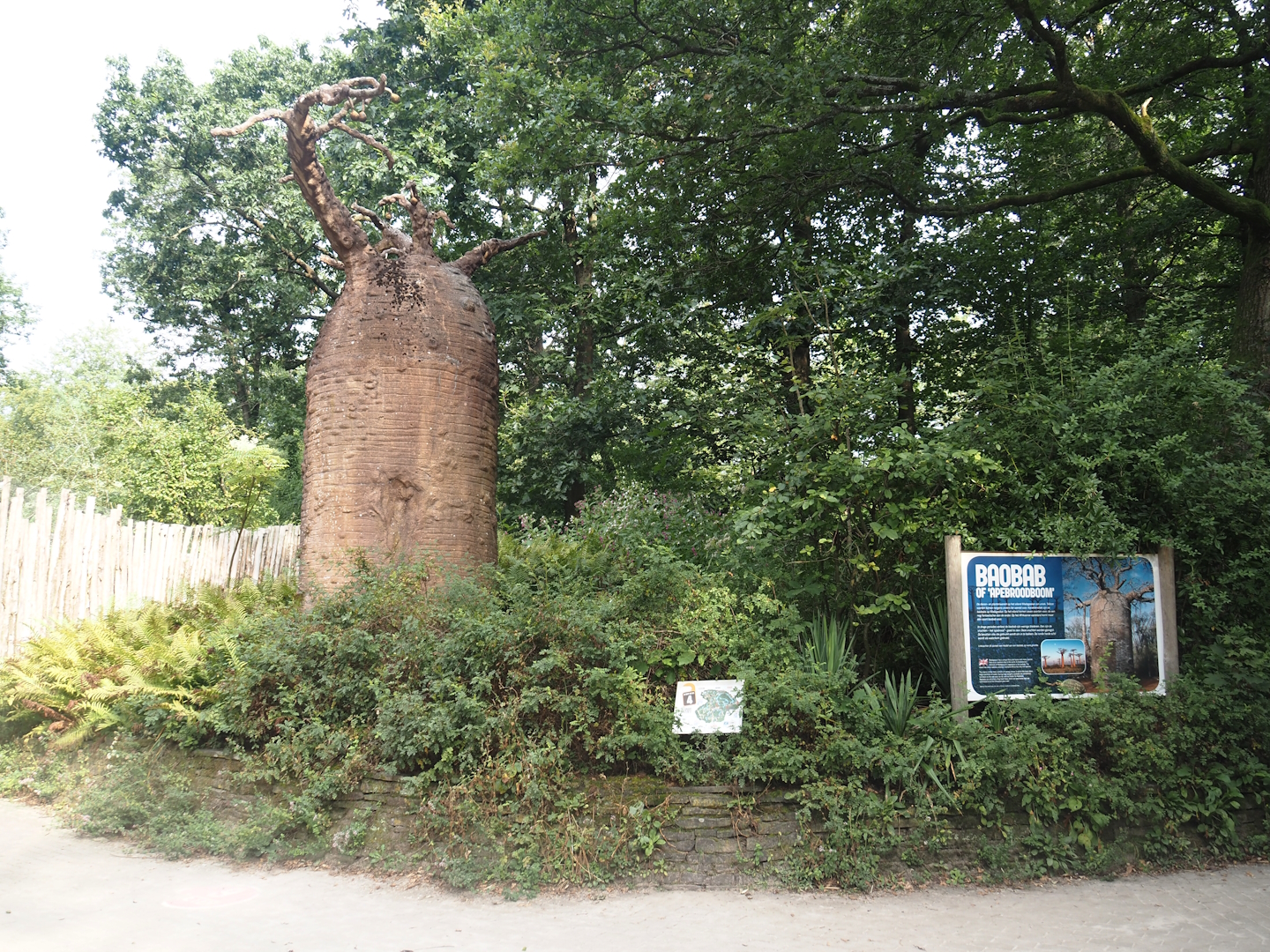 Fake baobab in Madagascar area, 2024-08-18