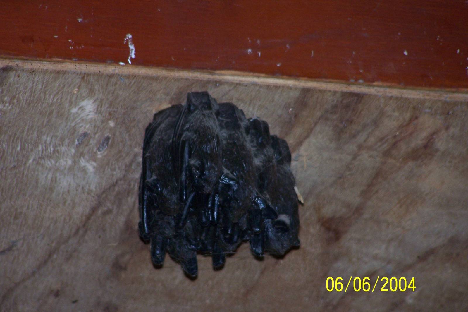 Fake Bats ~ Barnyard