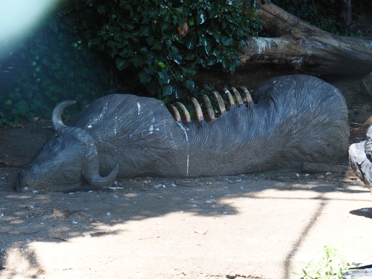 Fake buffalo carcass in the vulture aviary (Sep 2nd, 2018)