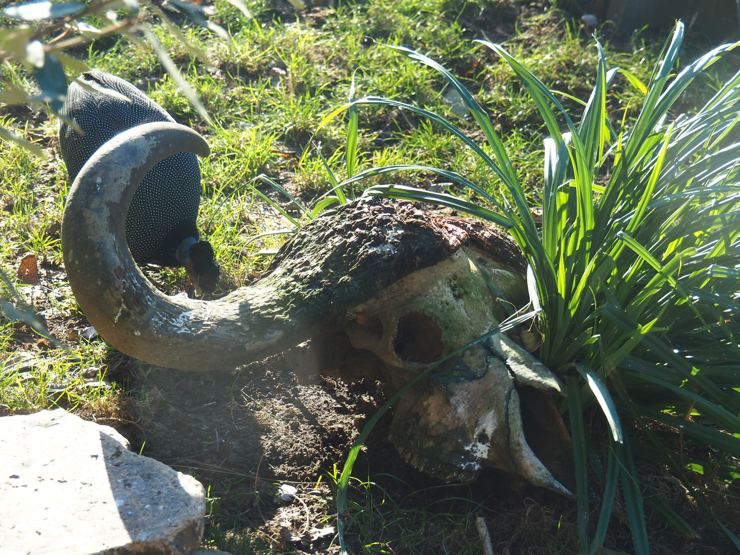 Fake Cape buffalo skull in the savanna aviary, 2019-12-30