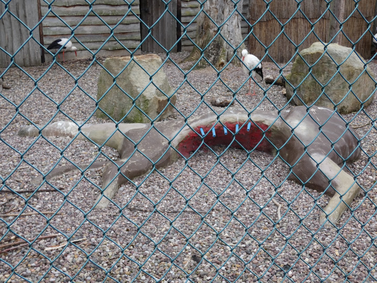 Fake carcass in White Stork aviary