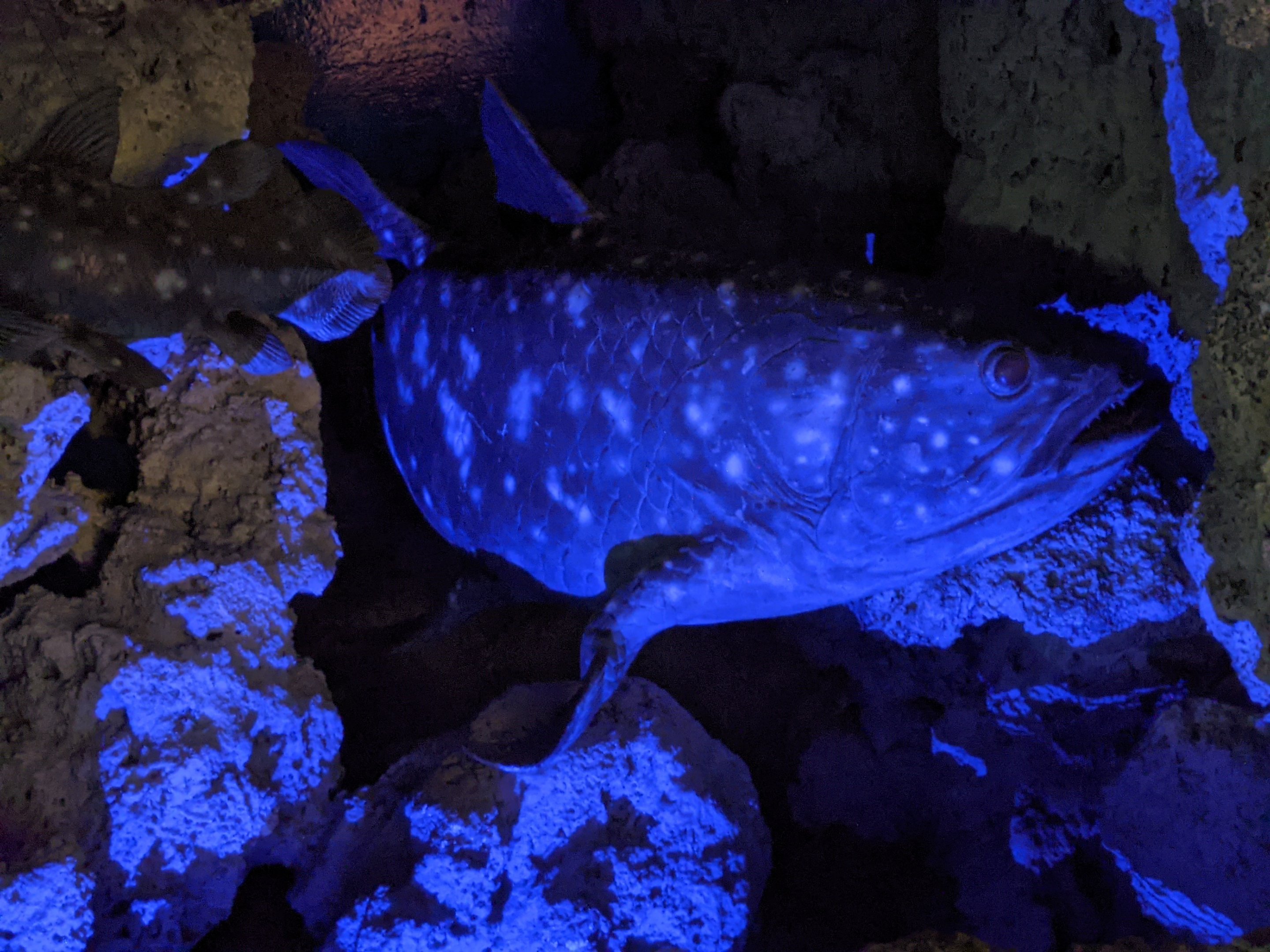 Fake Coelacanth