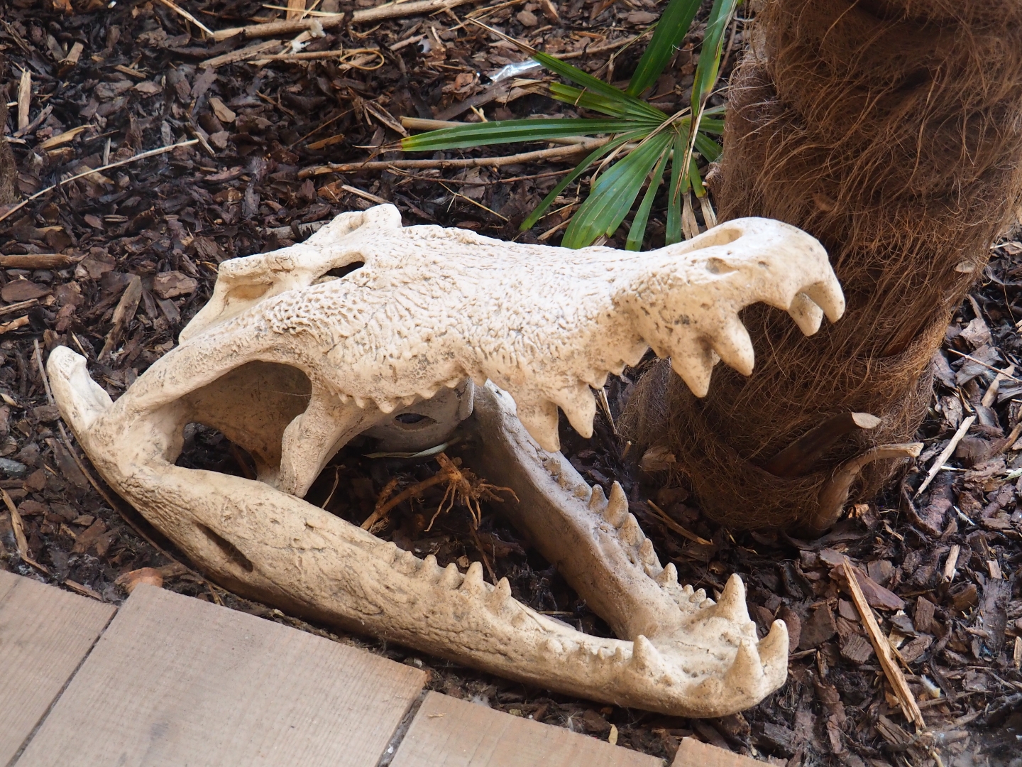 Fake crocodile skull