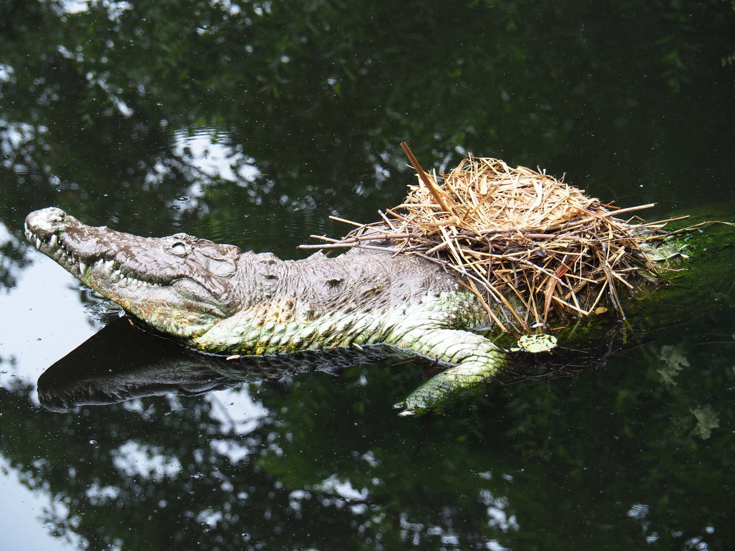 Fake crocodile with gallinule nest, 2019-06-26