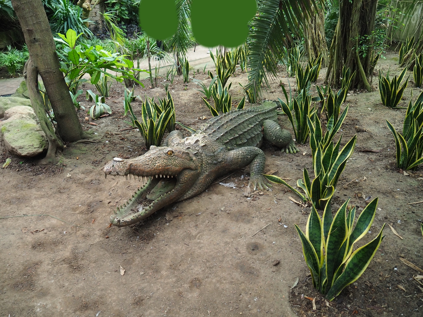 Fake crocodiles amongst Sansevierias (Aug 28th, 2018)