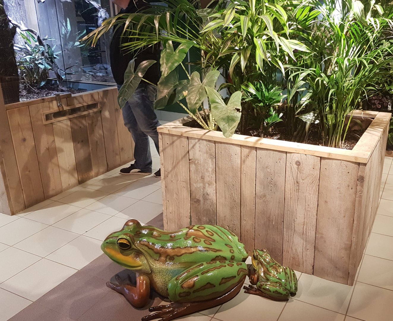 Fake-frogs and Water-agama enclosure