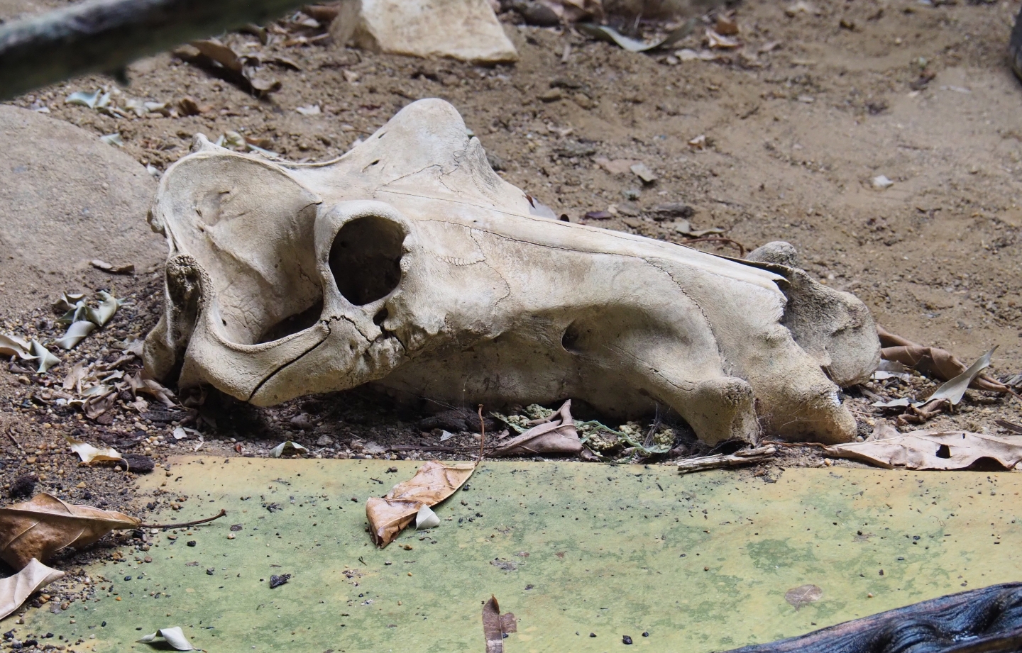 Fake hippopotamus skull in the caiman exhibit in the reptile house (Feb 27th, 2019)
