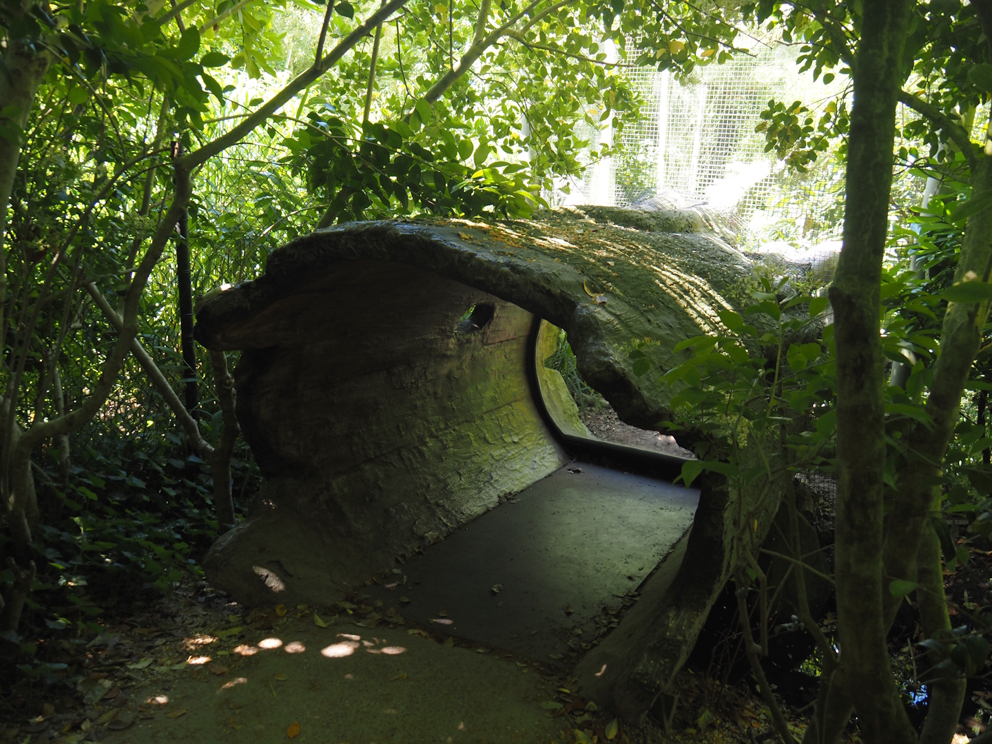 Fake hollow log viewing area for the fishing cat exhibit, 2024-06-30