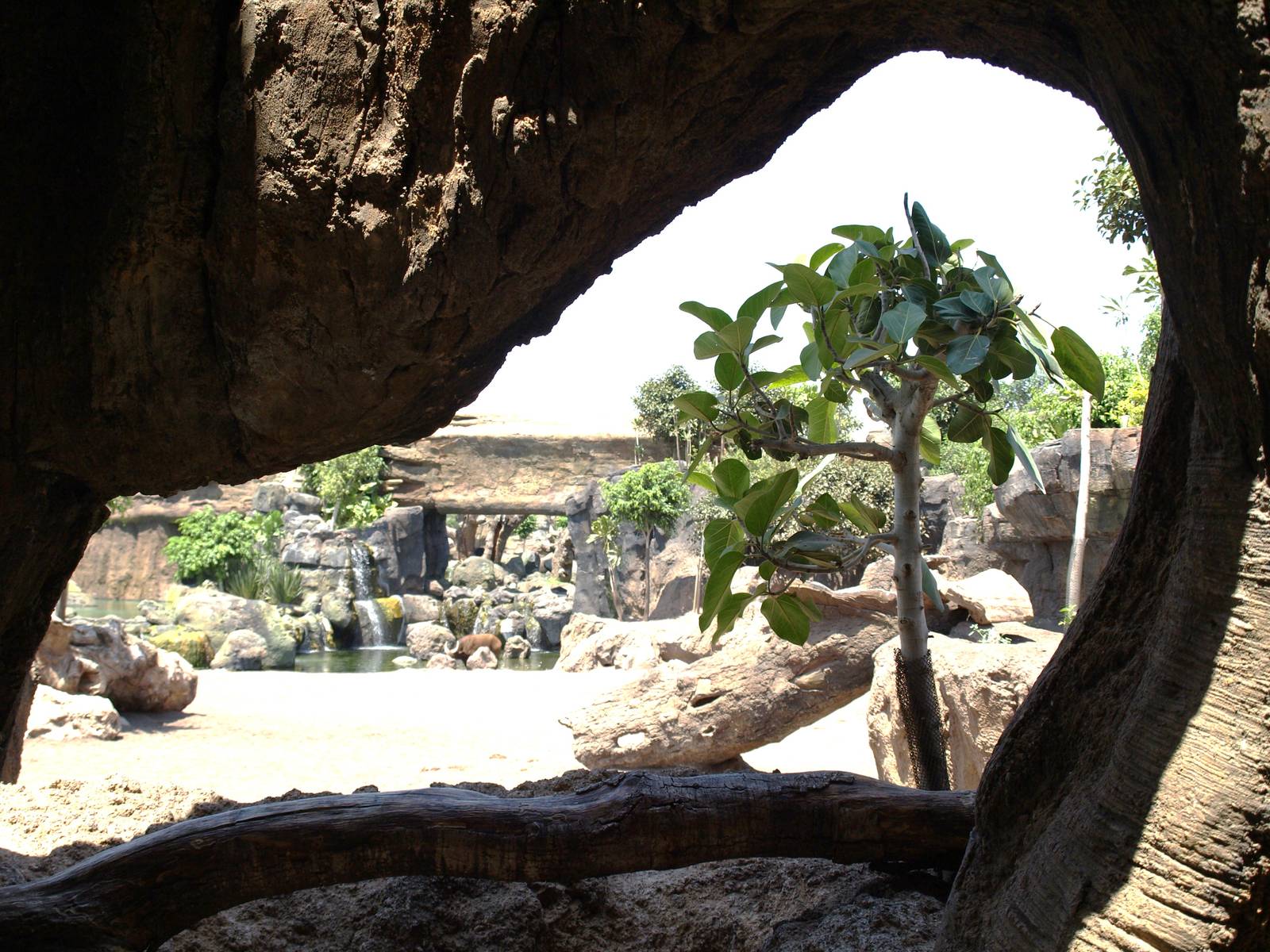 Fake hollow trunk inside viewing