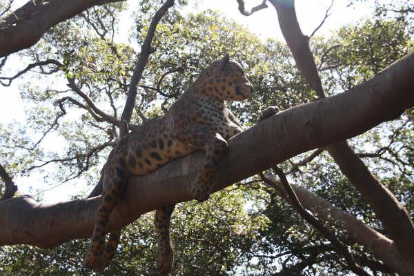 Fake Leopard in tree above Spotted deer and jungle fowl exhibit
