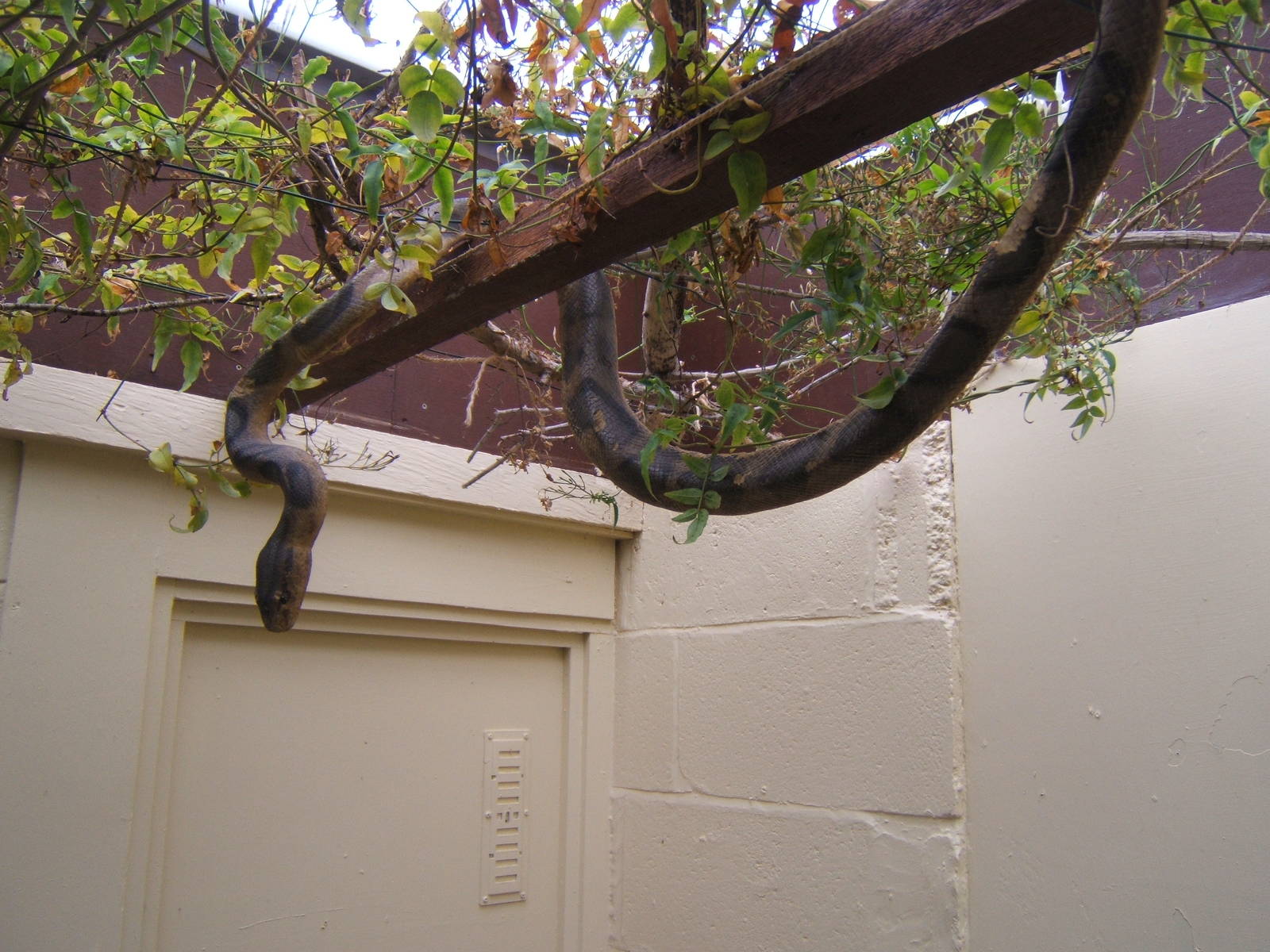 Fake snake in Butterfly House