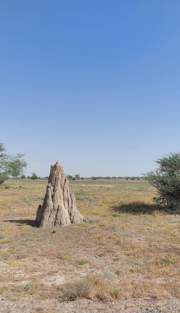 Fake Termite mound