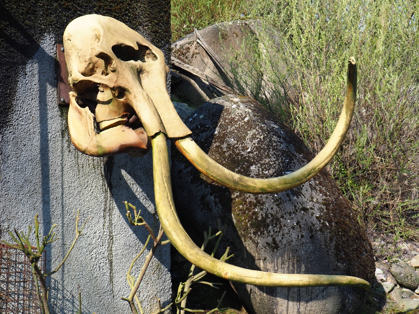 Fake woolly mammoth (Mammuthus primigenius) skull, 2019-03-30