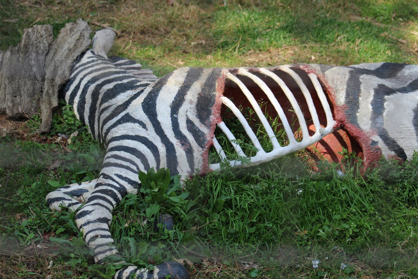 Fake Zebra Carcass