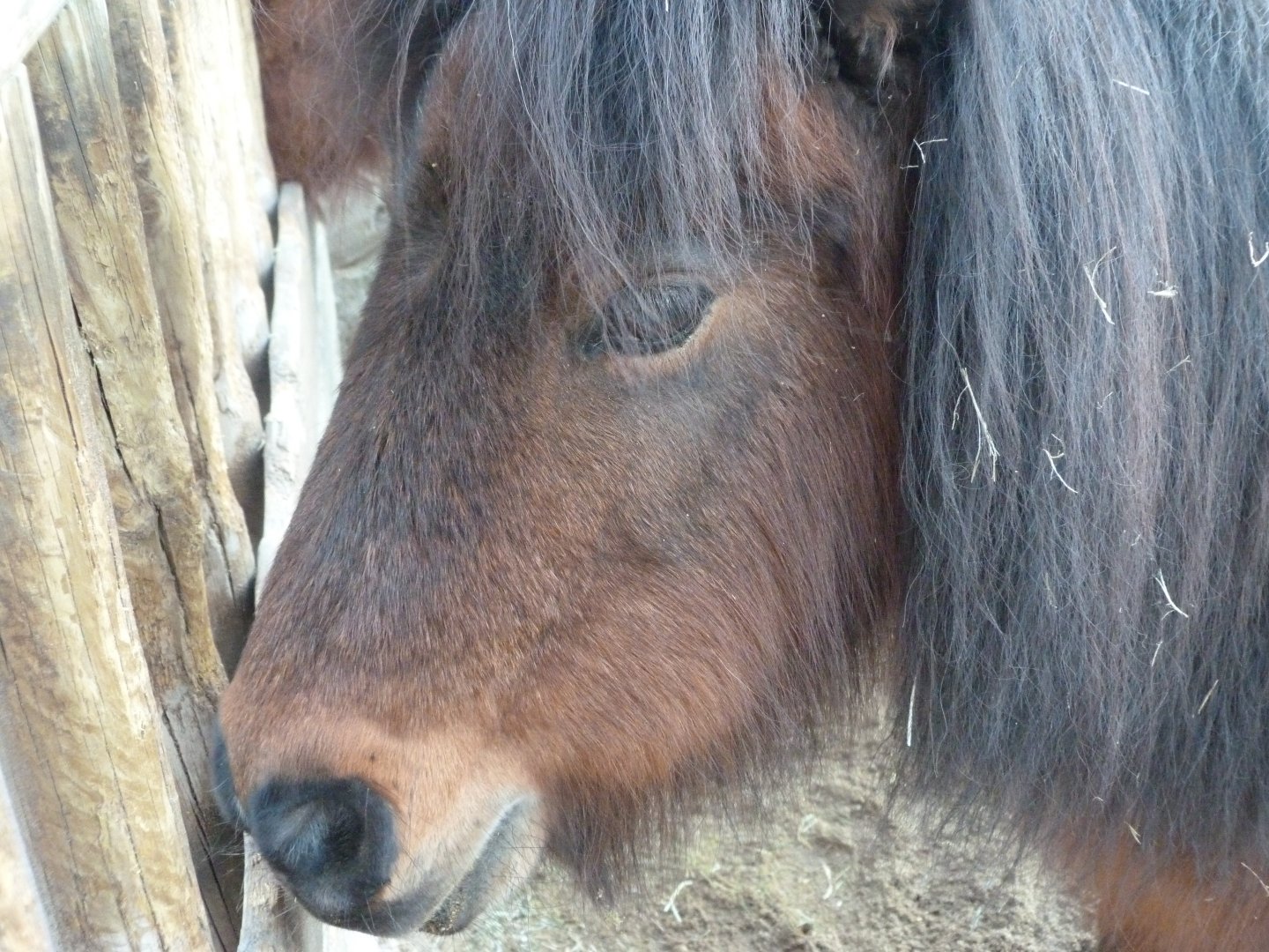 Falabella -Faunia (2025)
