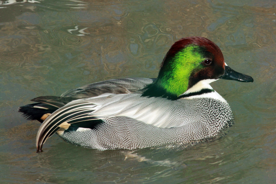 Falcated Duck (Anas falcata)
