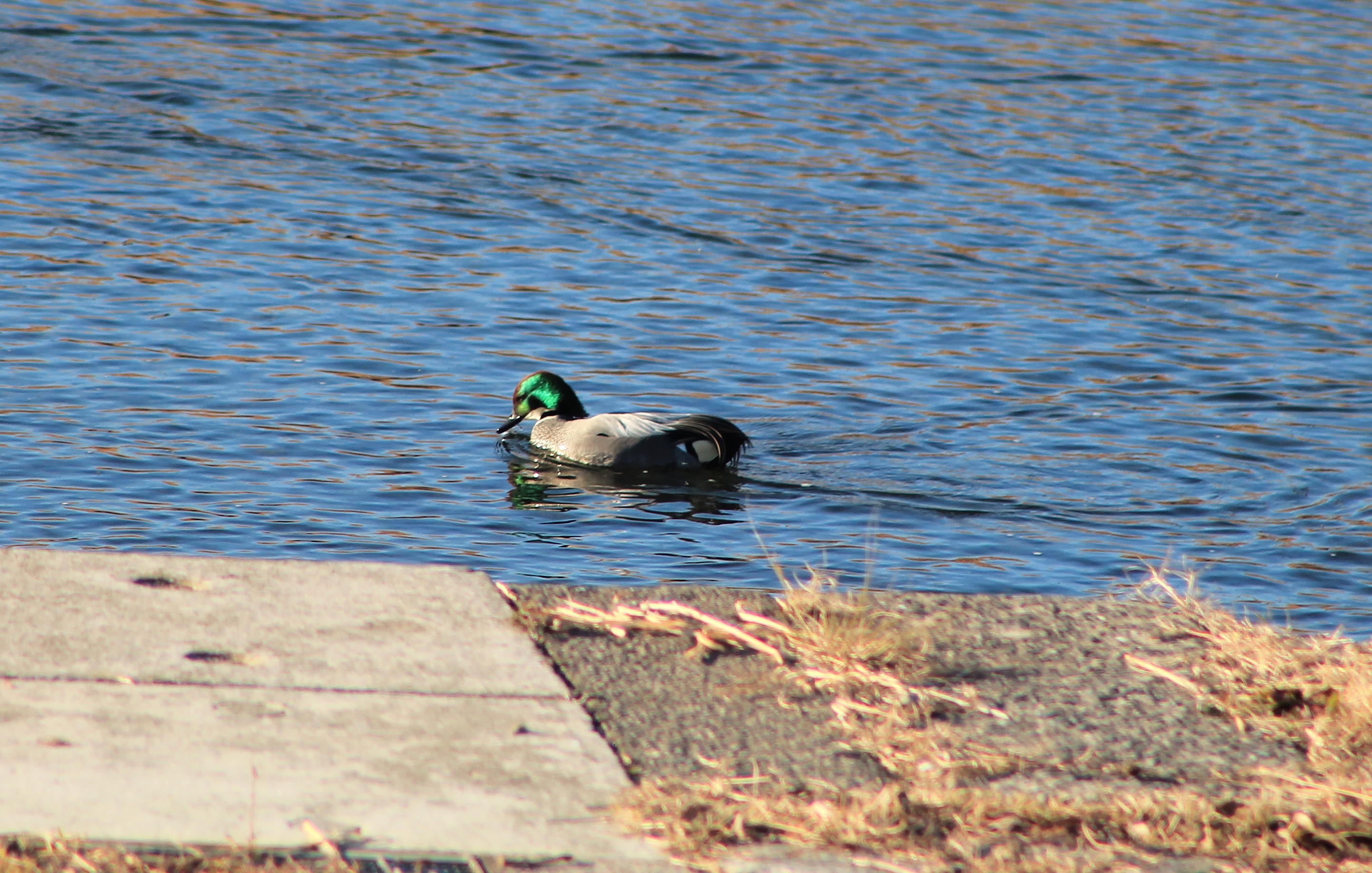 Falcated Duck (Anas falcata)