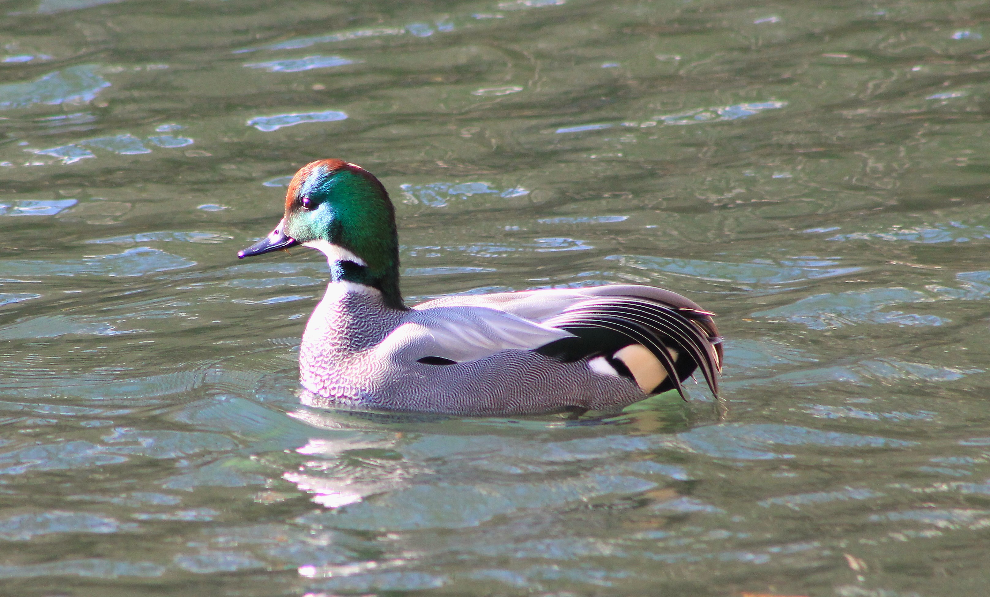 Falcated Duck (Anas falcata)