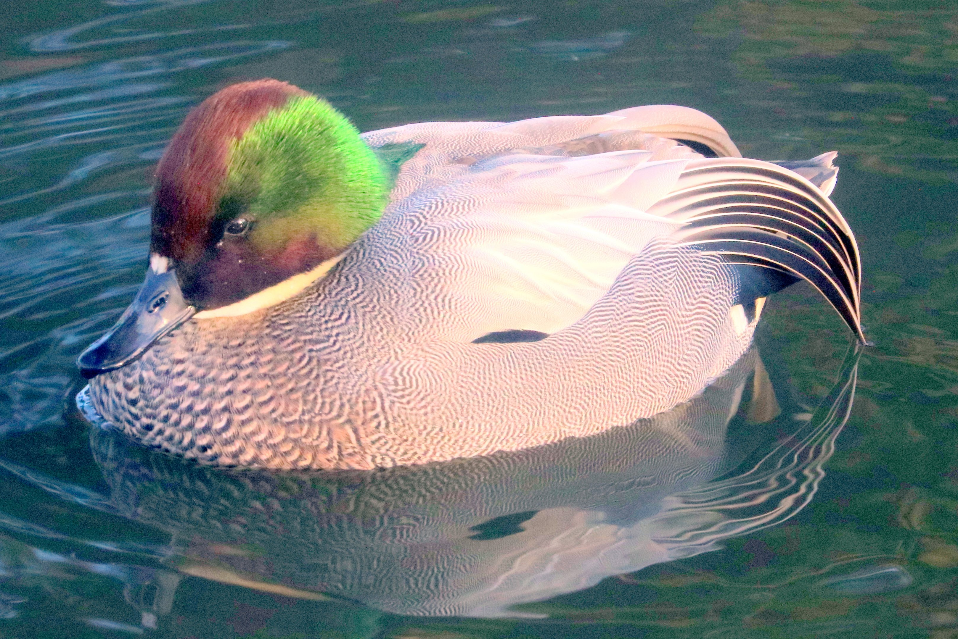 Falcated duck; Barnes; 1st February 2020
