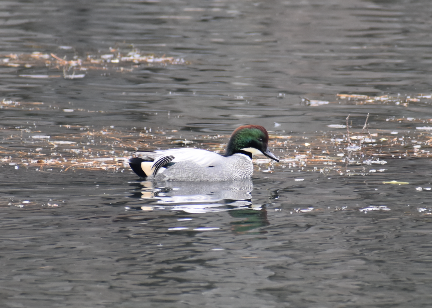 Falcated Duck ~ Imperial Palace Moat