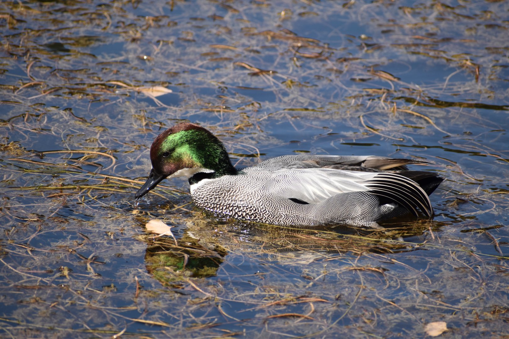 Falcated Duck ~ Imperial Palace