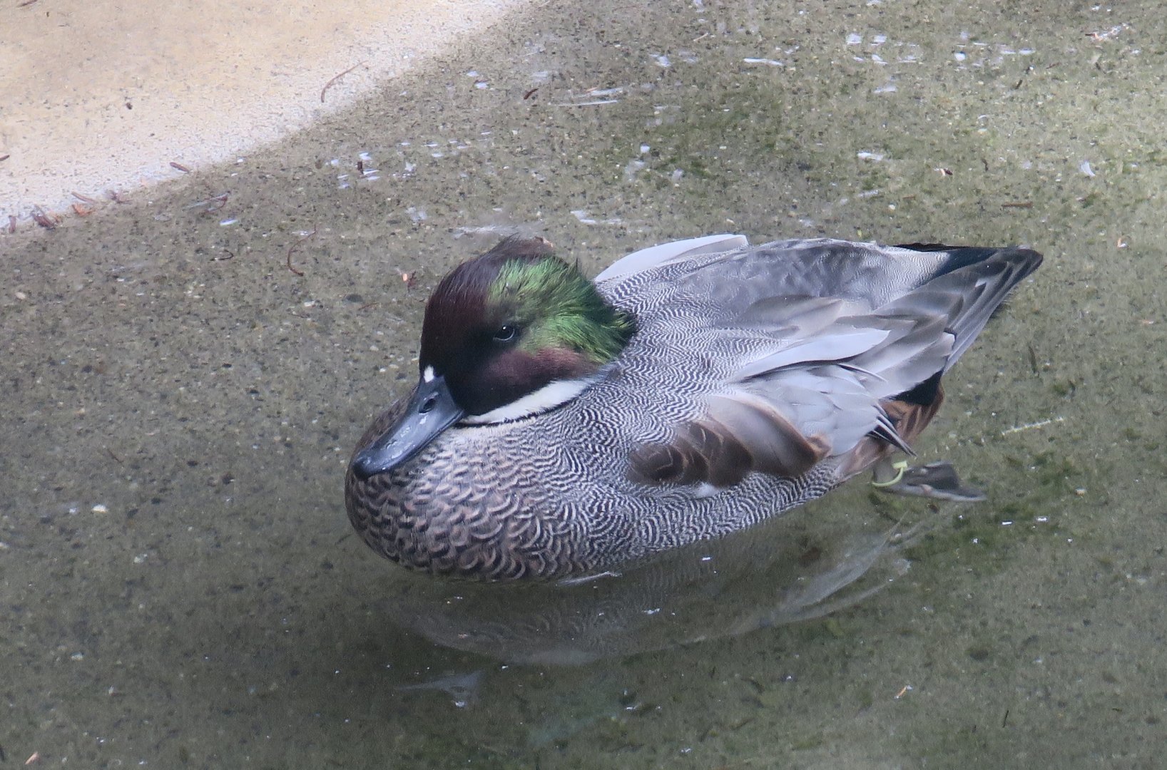 Falcated Duck (Mareca falcata) male