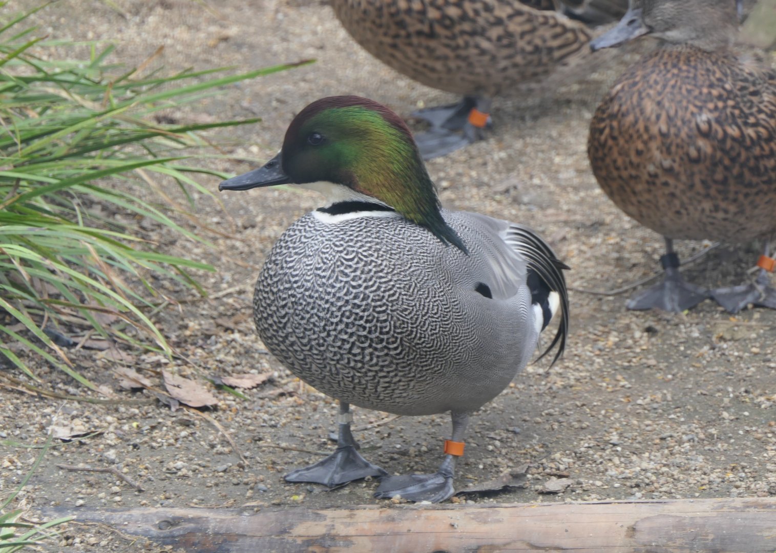 Falcated Duck (Mareca falcata)