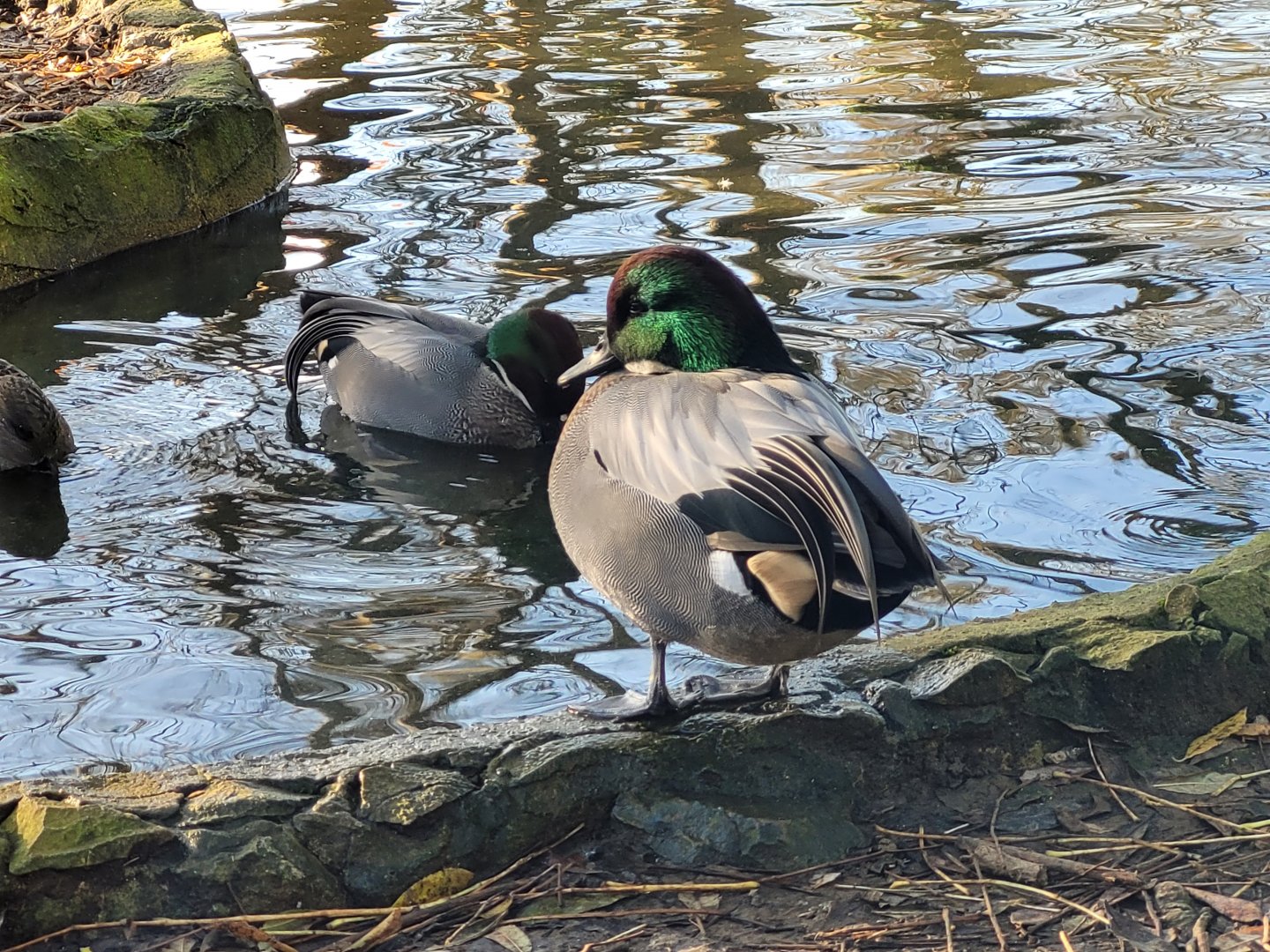 Falcated duck -Zoo de Santillana del Mar (2023)