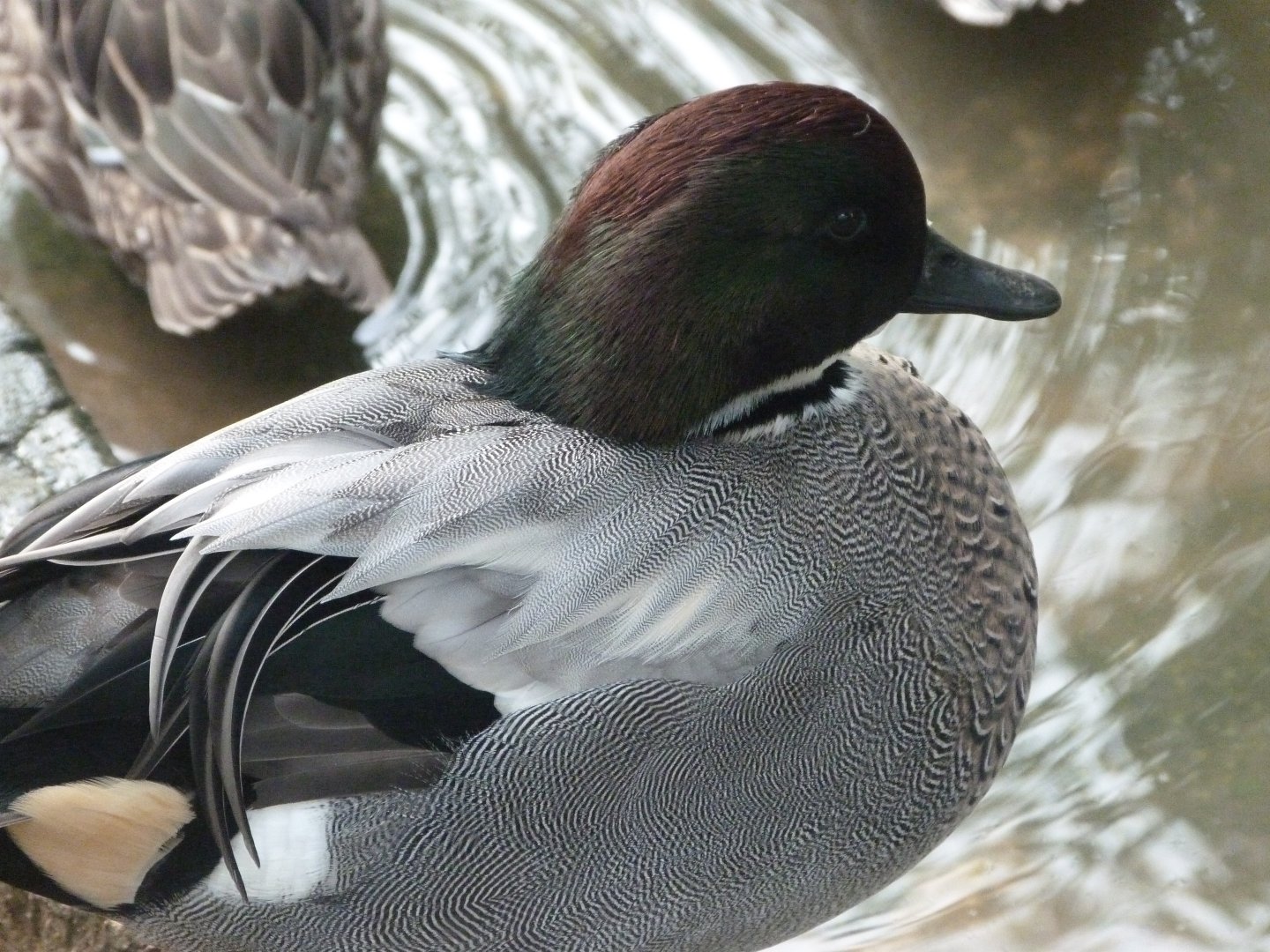 Falcated duck -Zoo de Santillana del Mar (2024)