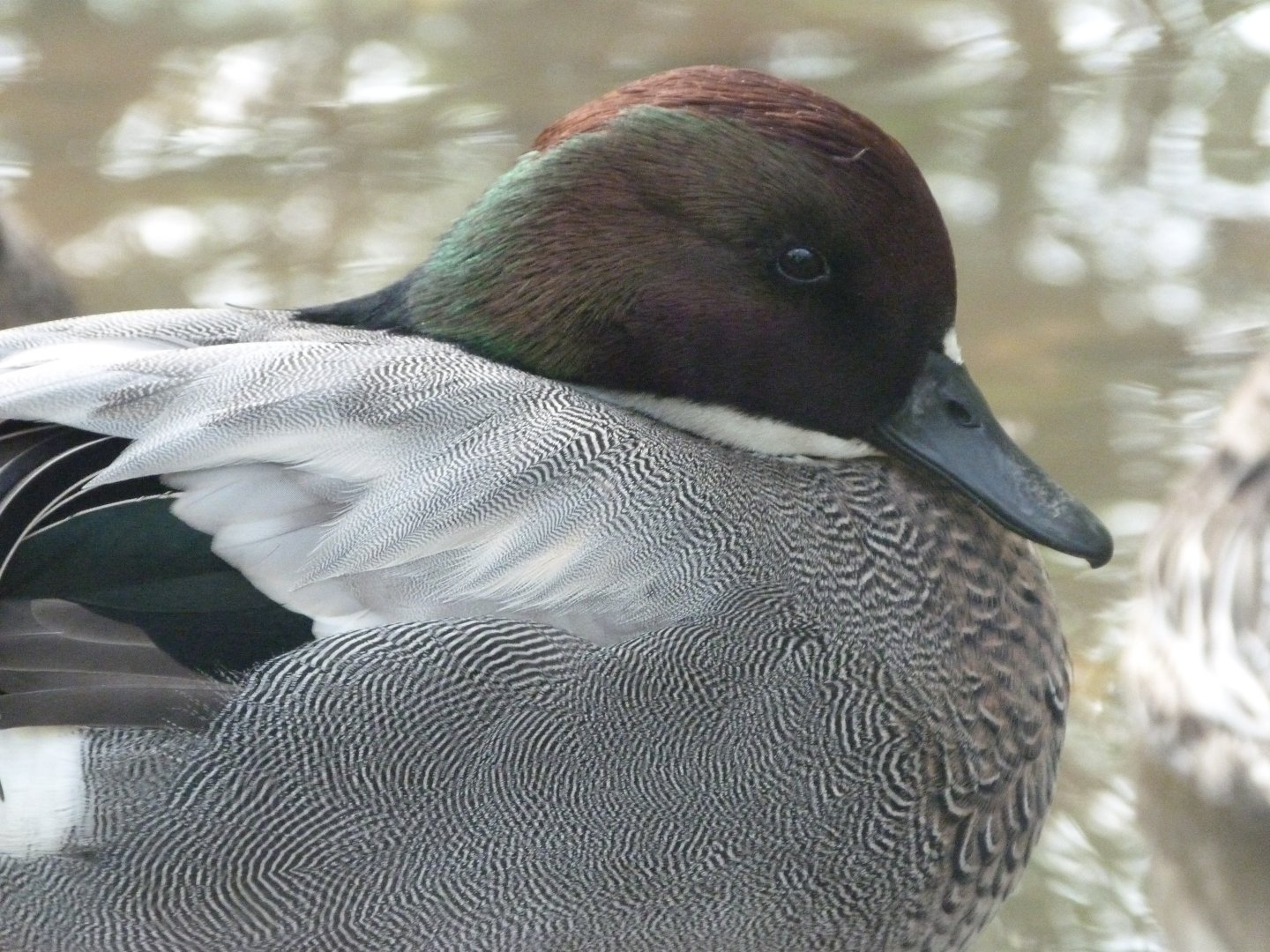 Falcated duck -Zoo de Santillana del Mar (2024)
