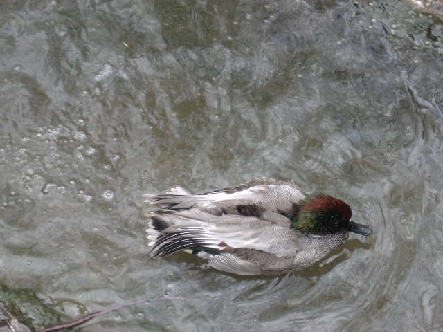 Falcated Duck